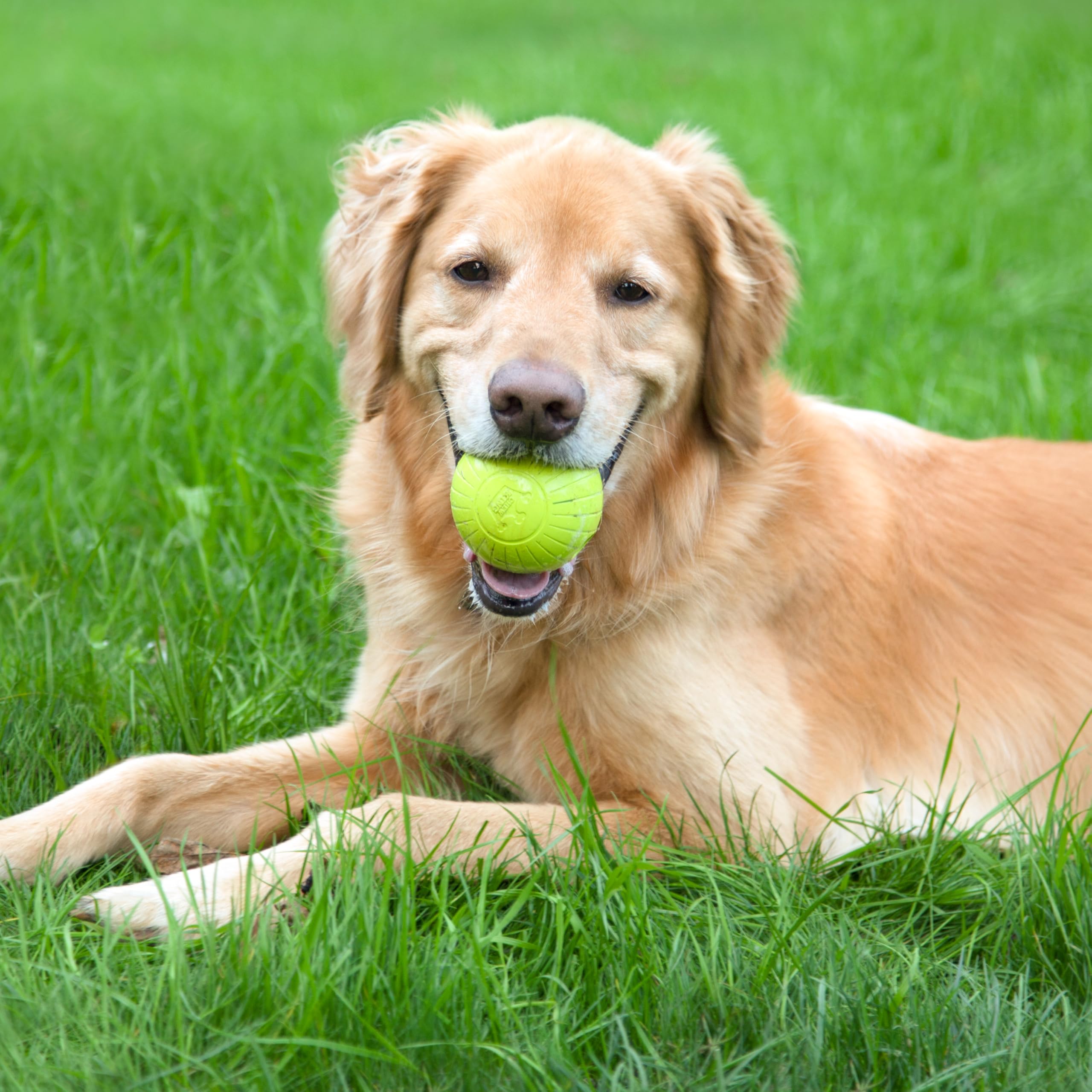 Chew King Supreme Dog Toy Collection, 3'' 8 Pack