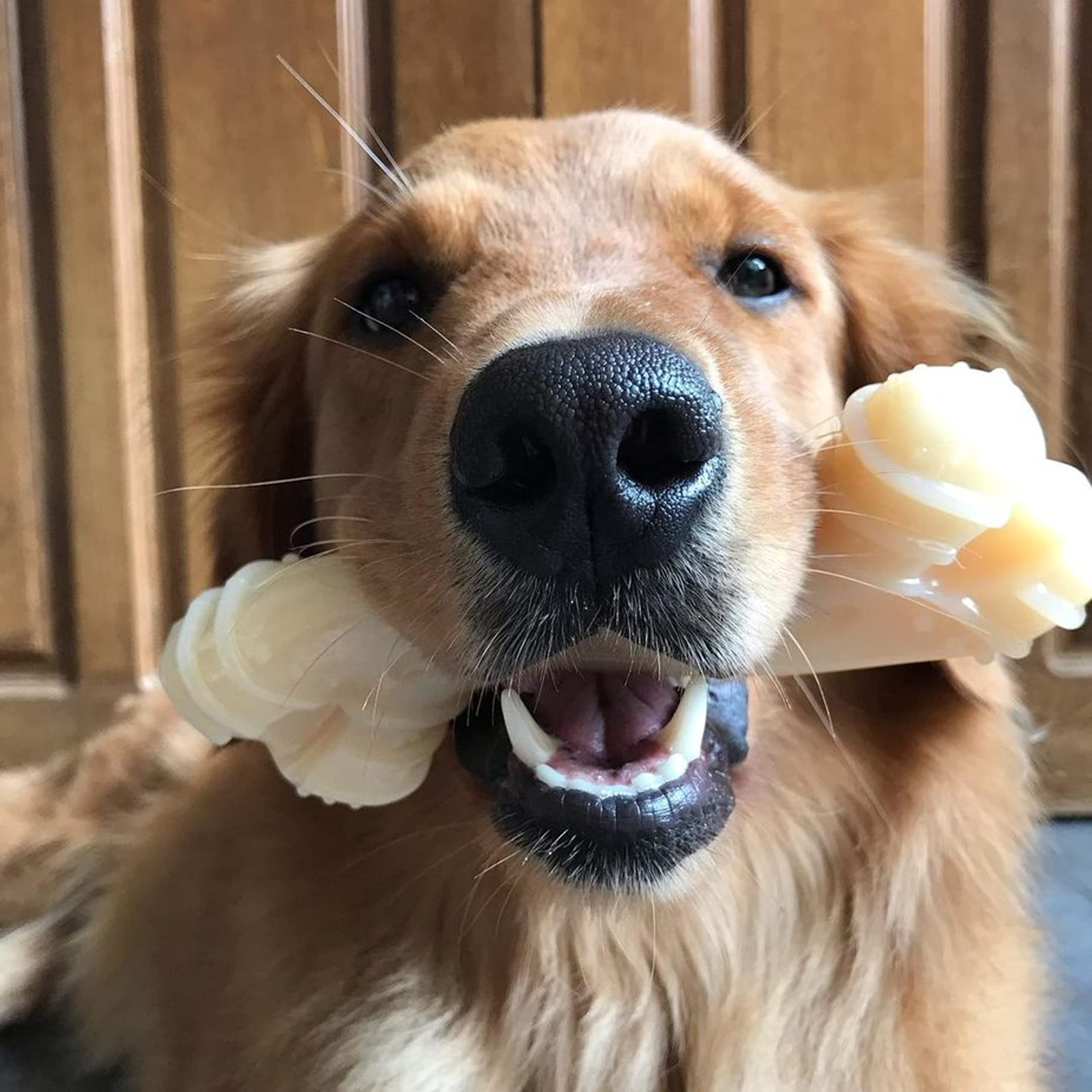 Nylabone Curvy Dental Bone Power Chew Toy For Dogs, Dog Toys For Aggressive Chewers, Flavor, Large - Up To 50 Lbs, 1 Count