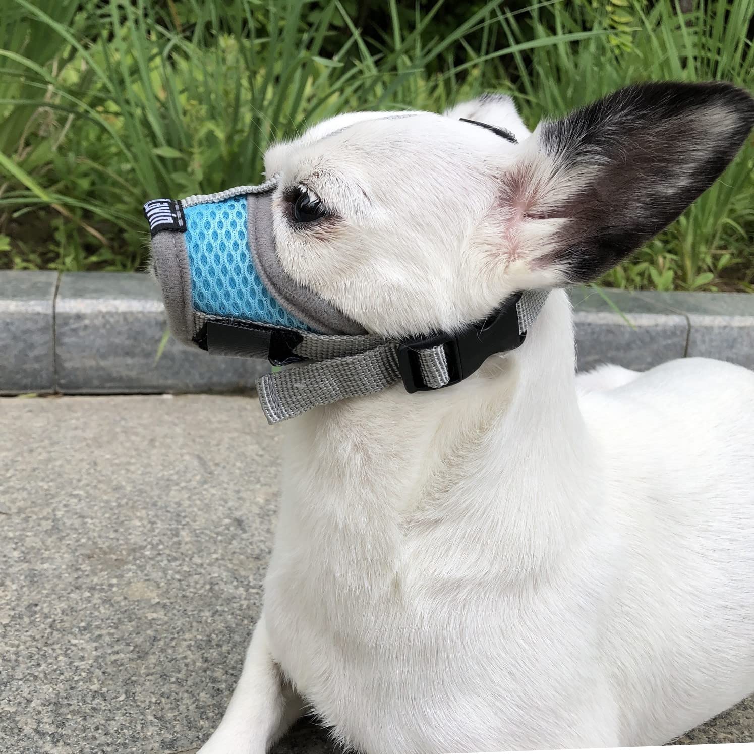 MoiiLavin Dog Muzzle, Breathable Mesh Muzzles for Small Dogs 5-15bls, Chihuahua Muzzle for Biting Barking, Adjustable Puppy Muzz