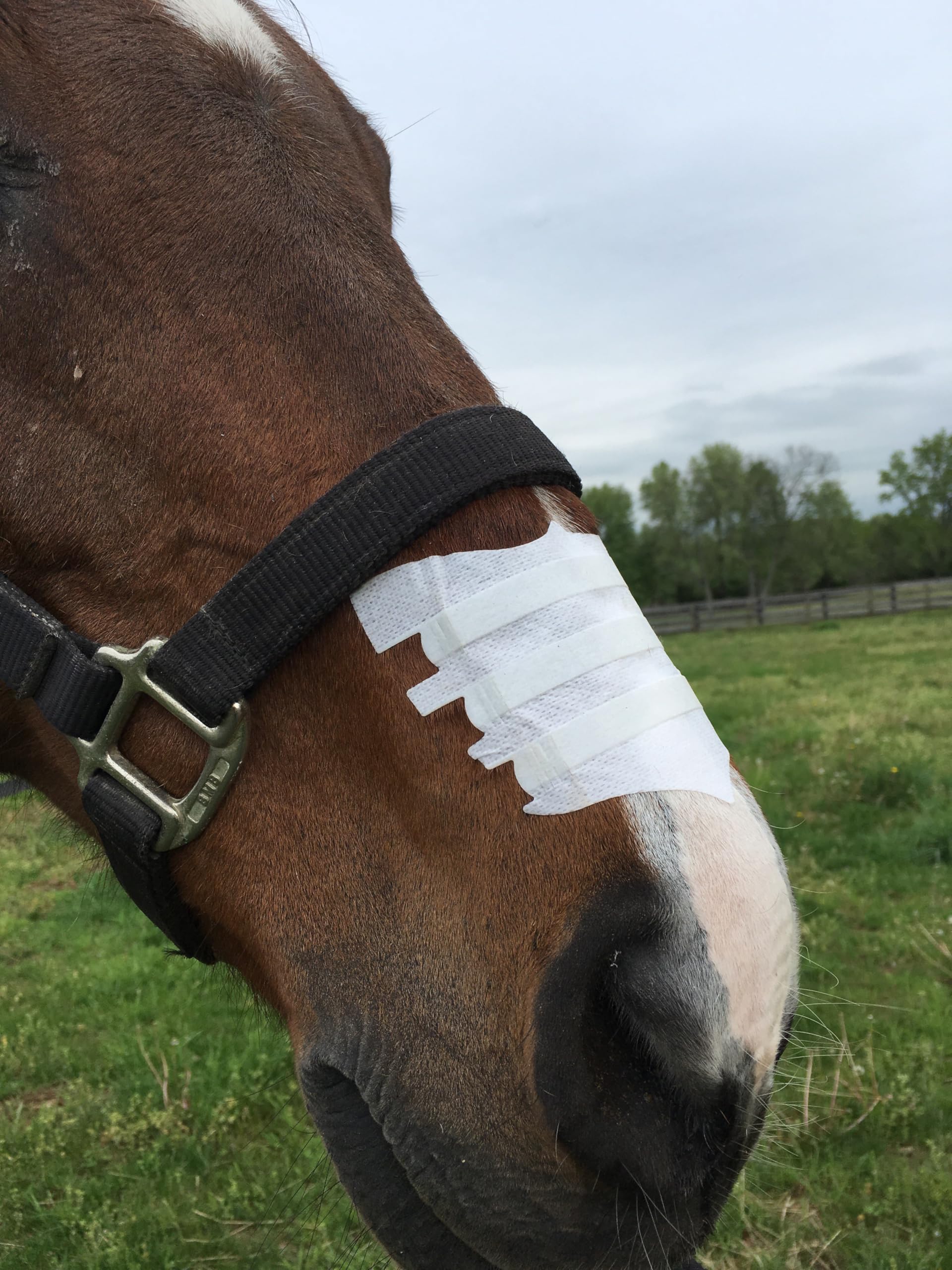 Flair Equine Nasal Strips for Horses (Black, 6 Pack), Adhesive Equine Nasal Strips & Support, Breathing Improvement for Competit