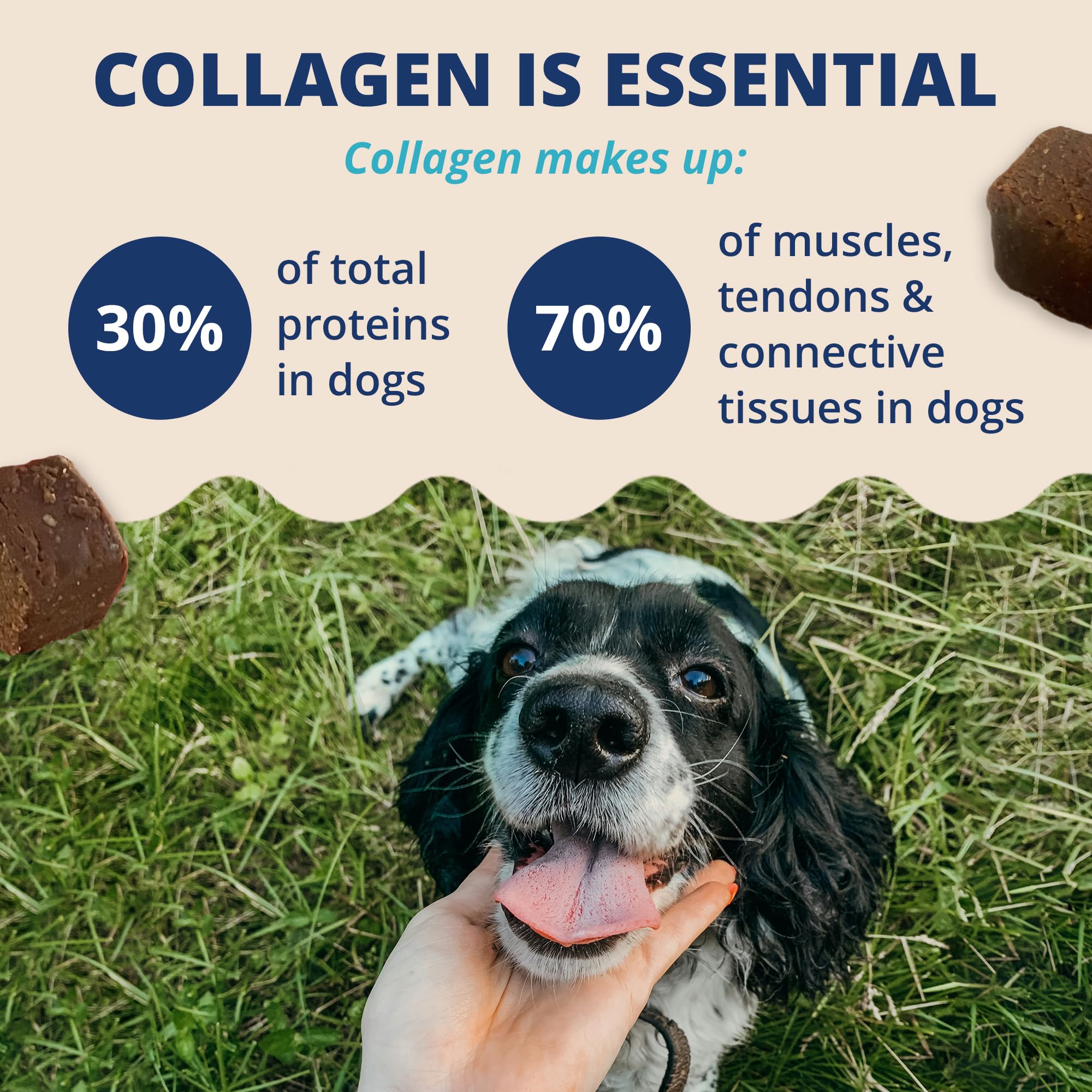 Under the Weather Collagen Chews for Dogs | Promotes Healthy Skin Coat and Stronger Hip & Joint | Improves Overall Mobility | Im