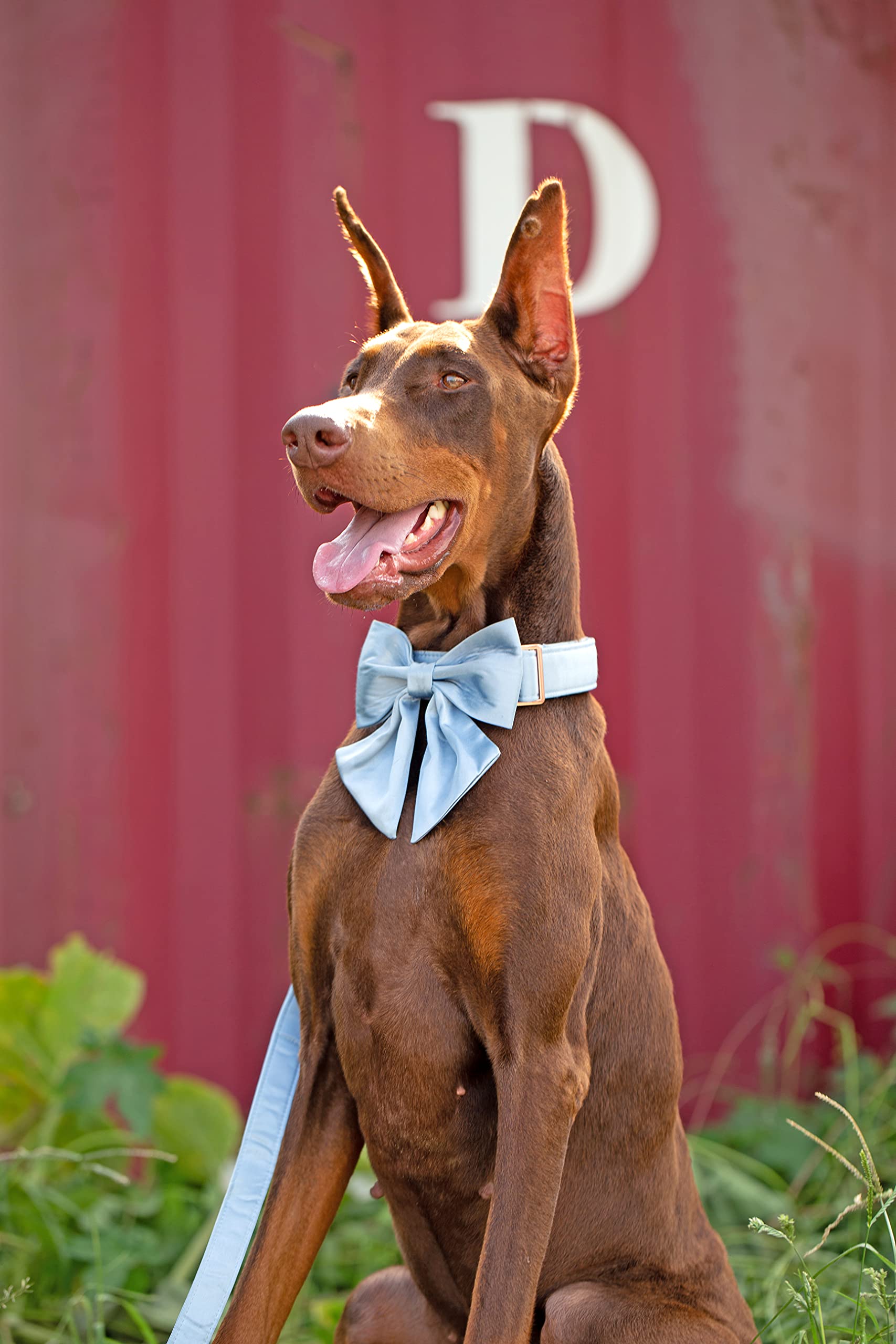 Unique Style Paws Silk Blue Color Dog Collar Adjustable Durable Dog Collar With Bow Wedding Bow Tie Dog Collar For X-Small Puppy And Cats