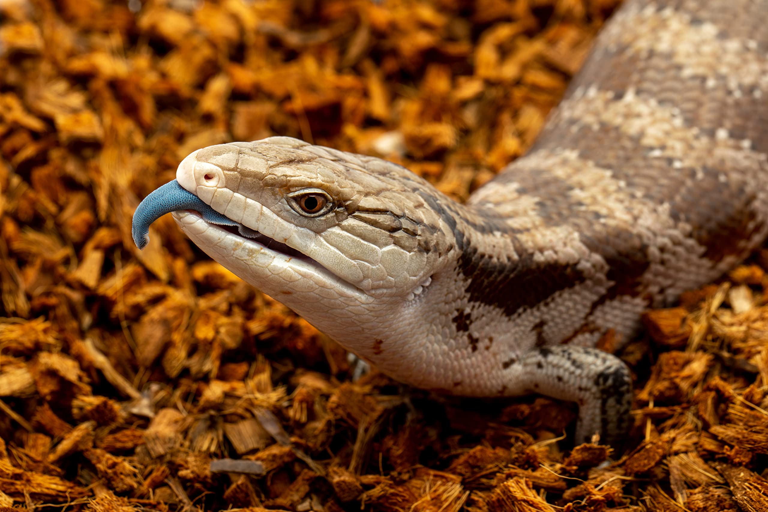 Reptichip Coconut Substrate For Reptiles 36 Quart Loose Coarse Coconut Husk Chip Reptile Bedding For Ball Pythons, Tortoises, Geckos, Frogs, Snakes Or Lizard Terrarium Tanks