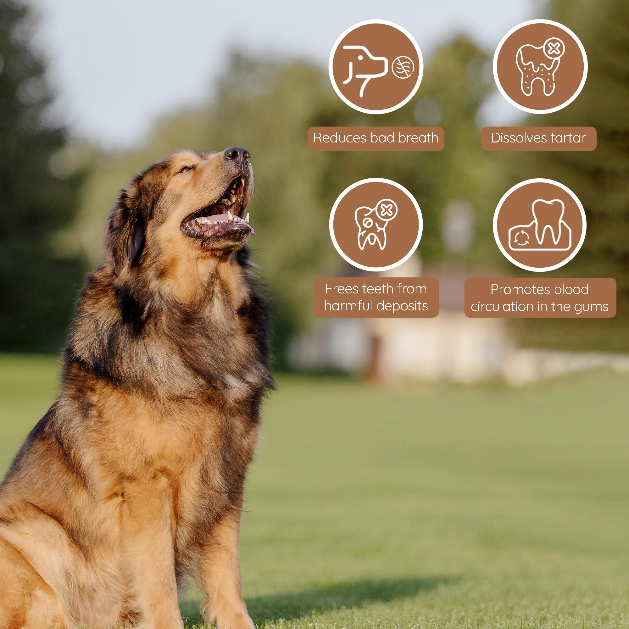 Wildfang® Olive Wood Dog Chew Puppy Teething Toys Dog Stick Toy-Long Lasting Natural Chew Toys For Dogs, Root Chews For Dogs, Wooden Dog Chew Stick, Tree Root Dog Bones, Wood Chew For All Dogs-Large