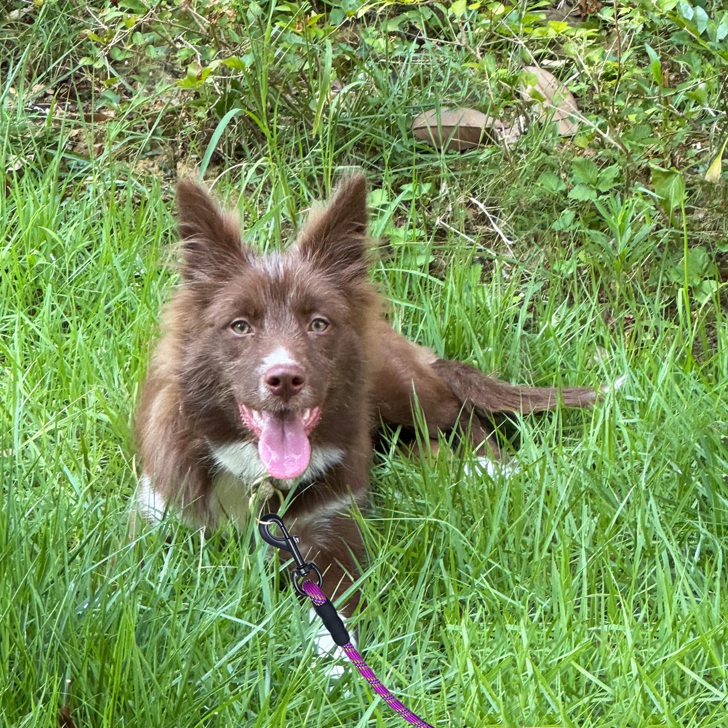 Maypaw Heavy Duty Rope Dog Leash, 3/4/5/6/7/8/10/12/15 Ft Nylon Pet Training Leash, Soft Padded Handle Thick Lead Leashes For Large Medium Dogs (1/2' 6', Purple)