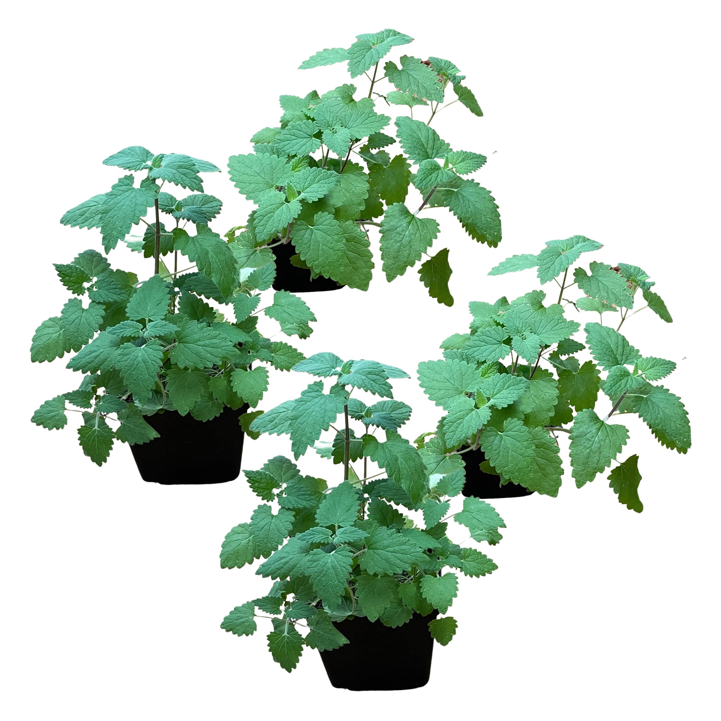 Live Catnip - Nepeta (4 Plants Per Pack) - Reduces Cat Stress and Anxiety - 8 Tall by 4 Wide in 1 Pt Pot