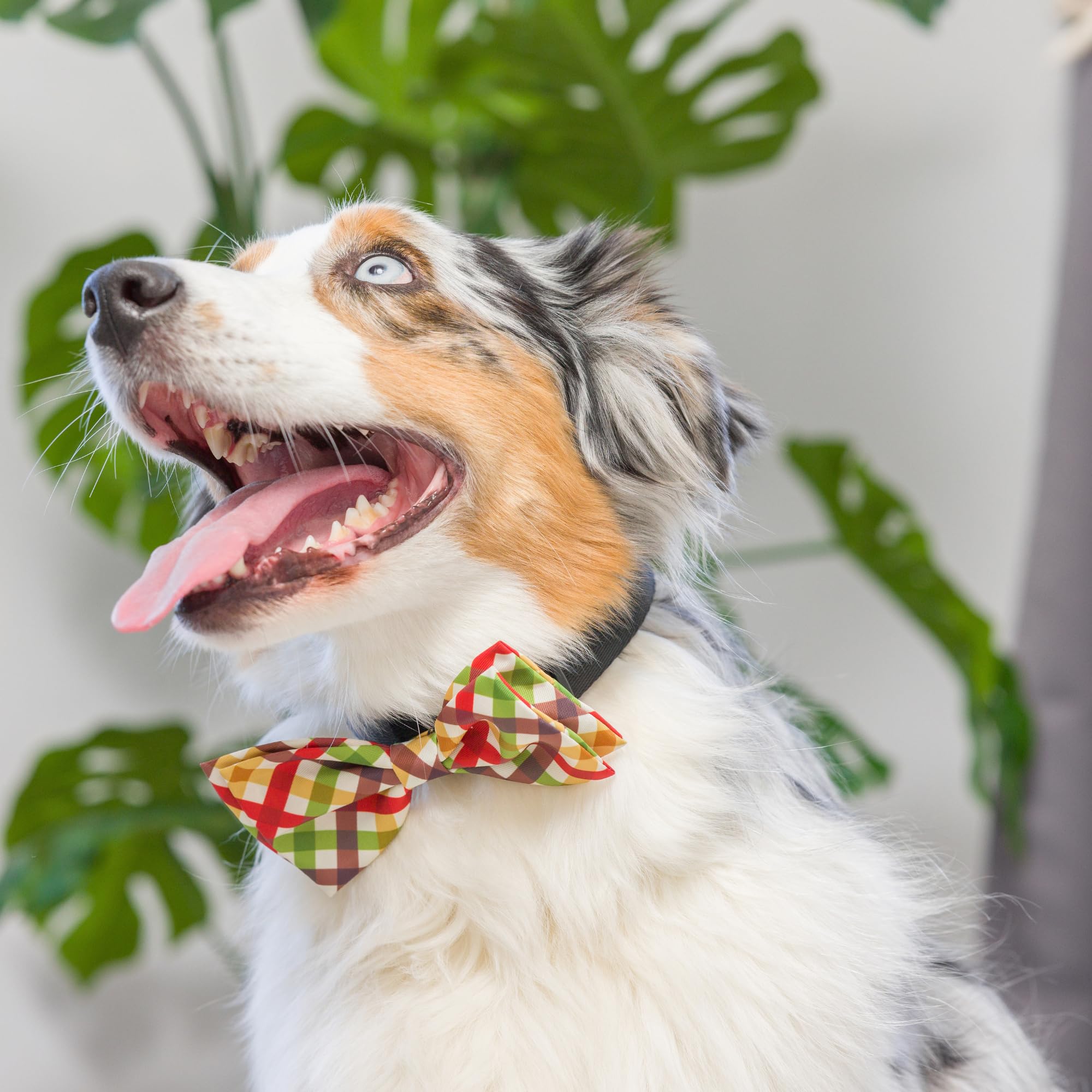 Huxley & Kent Harvest Check Bow Tie For Pets | Large, Comfortable & Durable | Fun Bow Tie Collar Attachment For Dogs & Cats