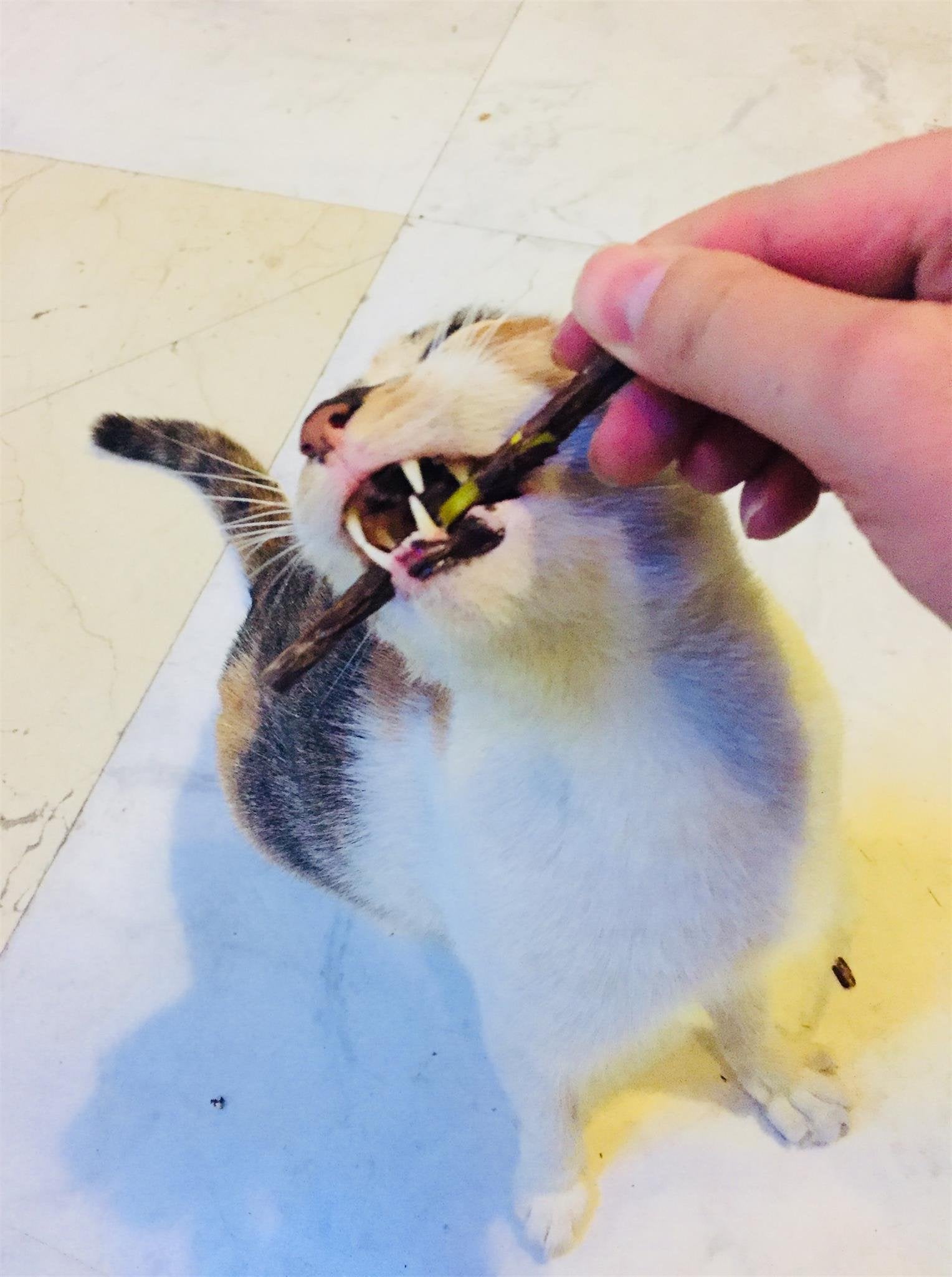 Cxp Good Goods Silvervine Sticks Cat Toys,Natural Matatabi Catnip Chew Sticks For Cat Kitten,Cat Teeth Molar Teeth Cleaning(26 Pcs)