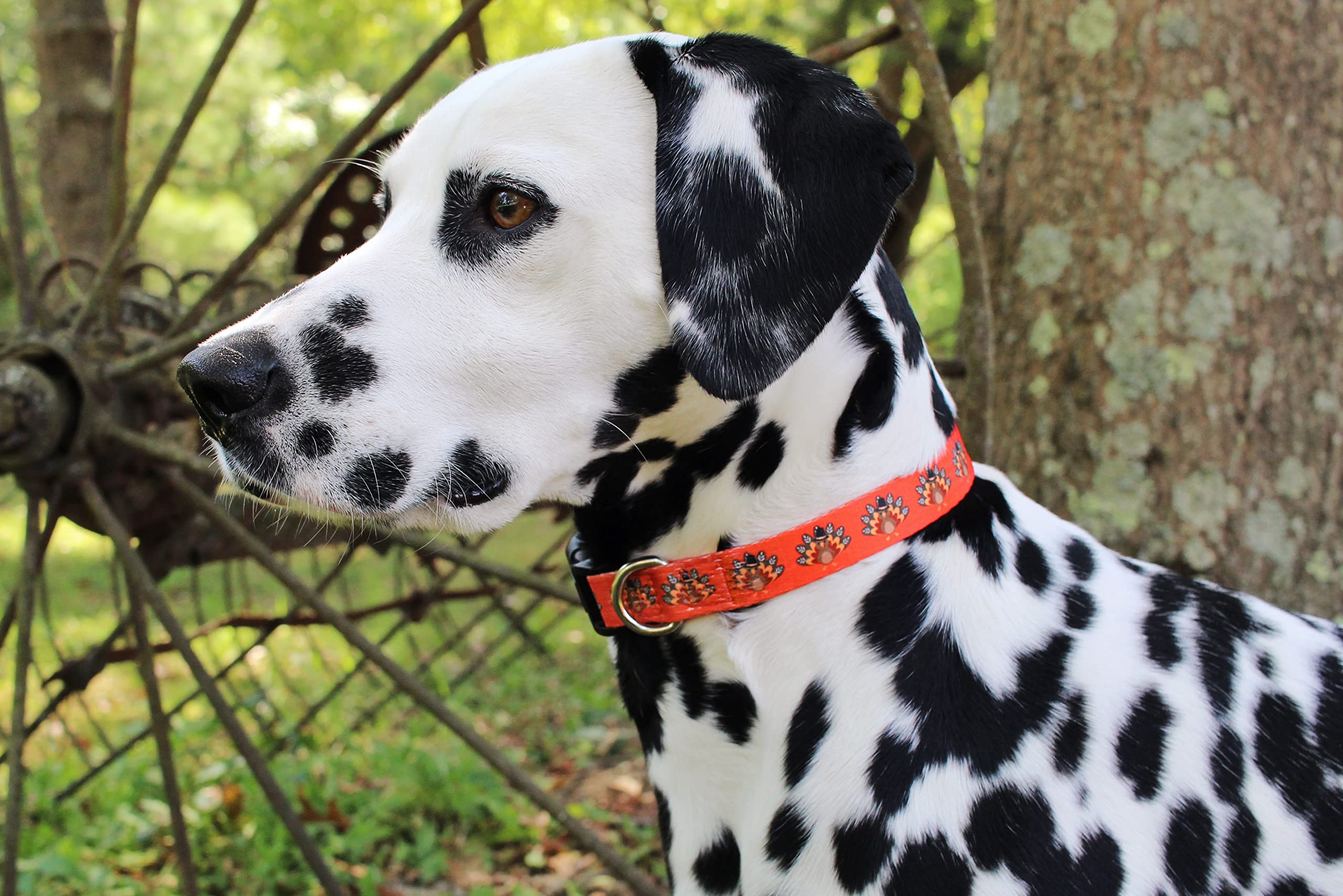 Limeloot Thanksgiving Dog Collar, Adjustable Fall Dog Collar in Small, Medium, and Large, Holiday Collar for Female and Male Dog