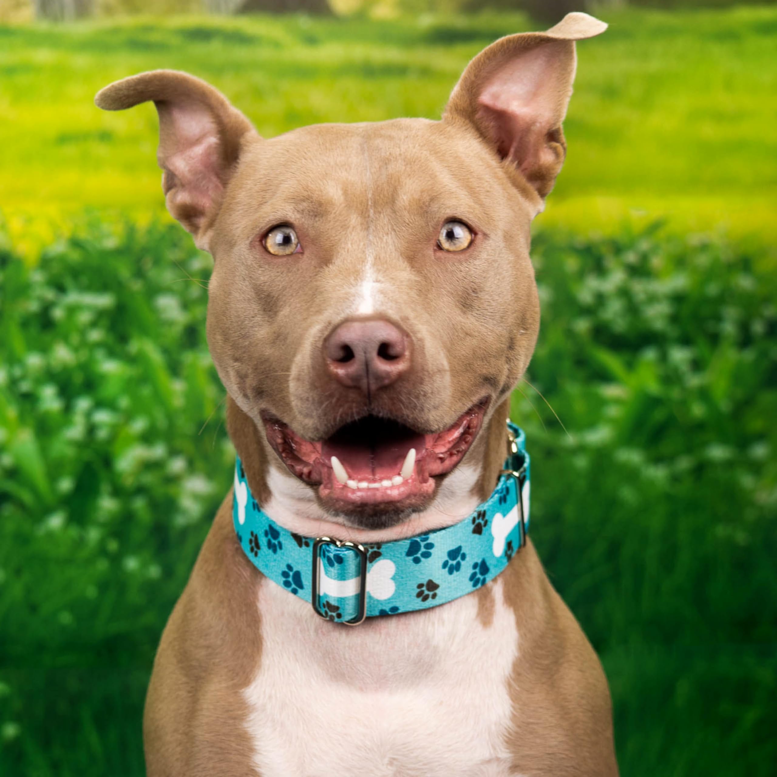 Country Brook Petz - Hossfit Jr Wide Martingale Dog Collar - Dog'S Life Collection Featuring Playful Designs (Oh My Dog, Large)