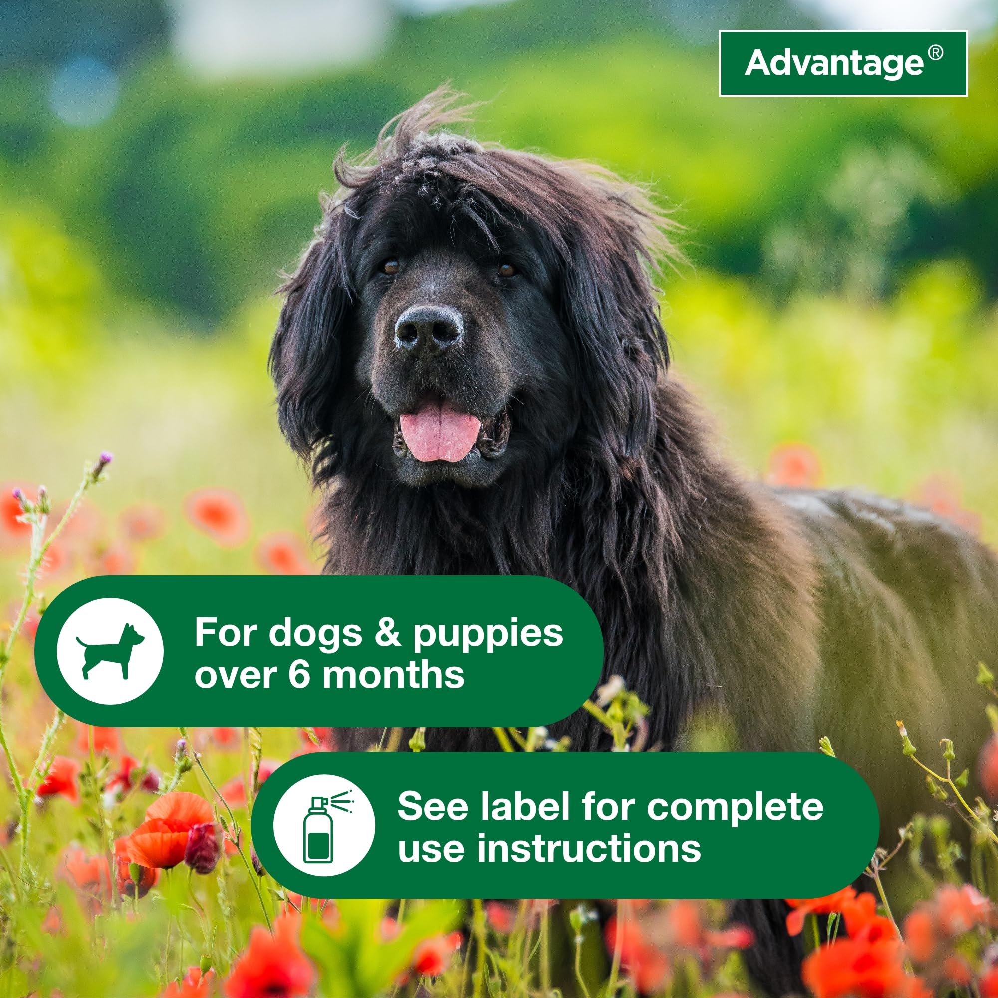 Advantage Dog Flea Treatment Spray | Kills Fleas & Ticks | Dog Flea Spray | 8 oz.