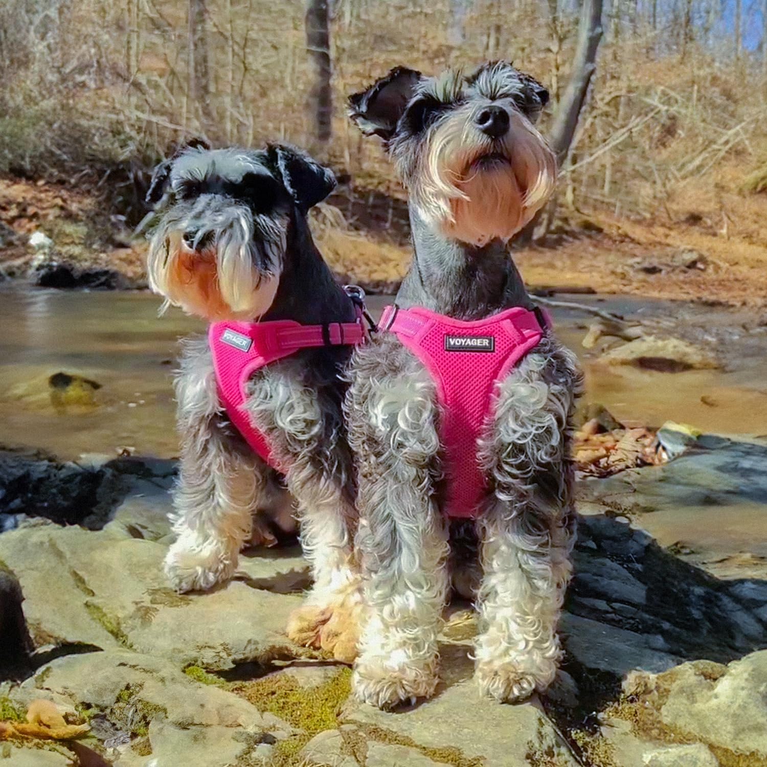 Best Pet Supplies Voyager Adjustable Dog Harness With Reflective Stripes For Walking, Jogging, Heavy-Duty Full Body No Pull Vest With Leash D-Ring, Breathable All-Weather - Harness (Fuchsia), Xs