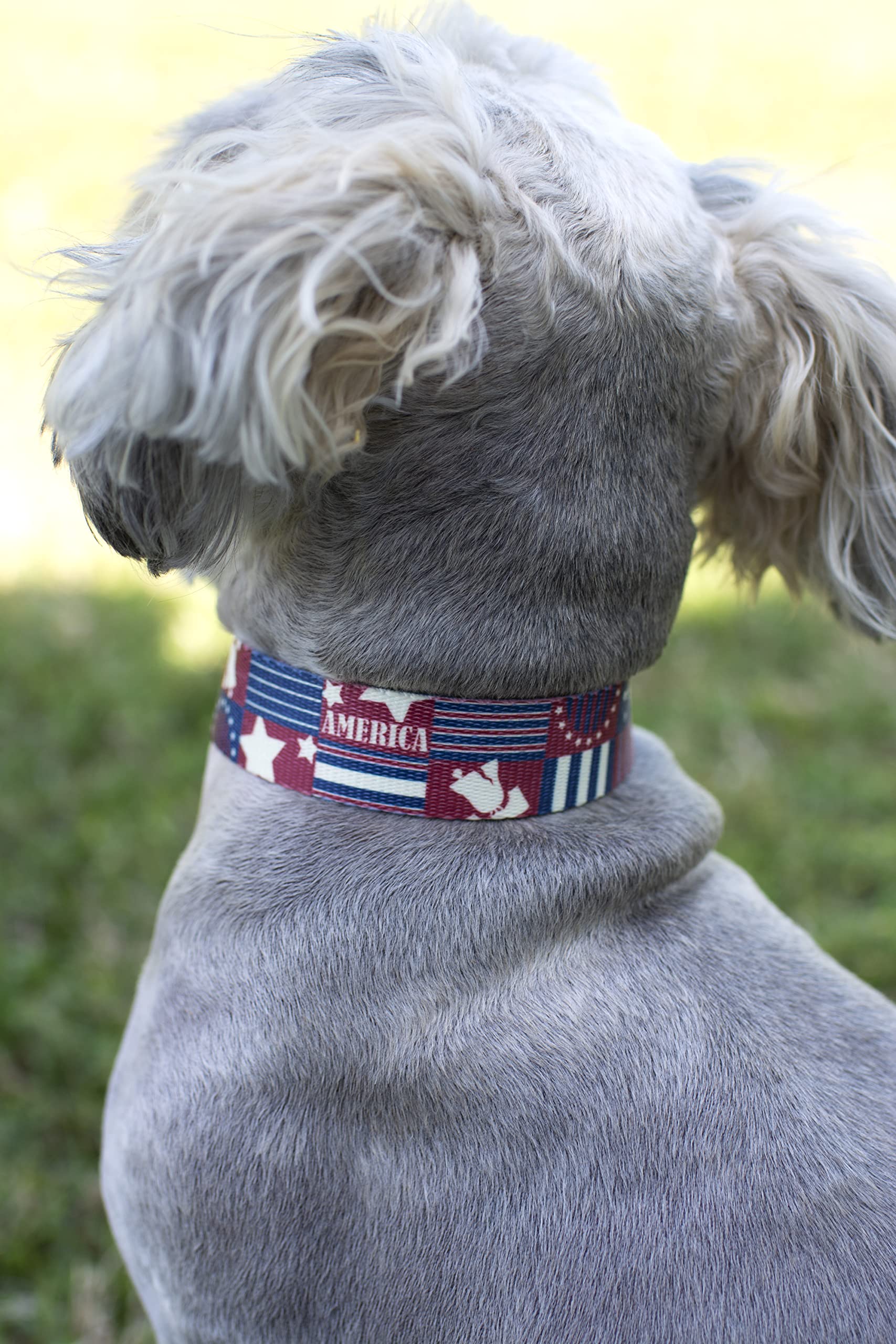 Country Brook Petz - Premium Spirit Of '76 Dog Collar - Americana Collection Featuring Patriotic Designs (1 Inch, Medium)