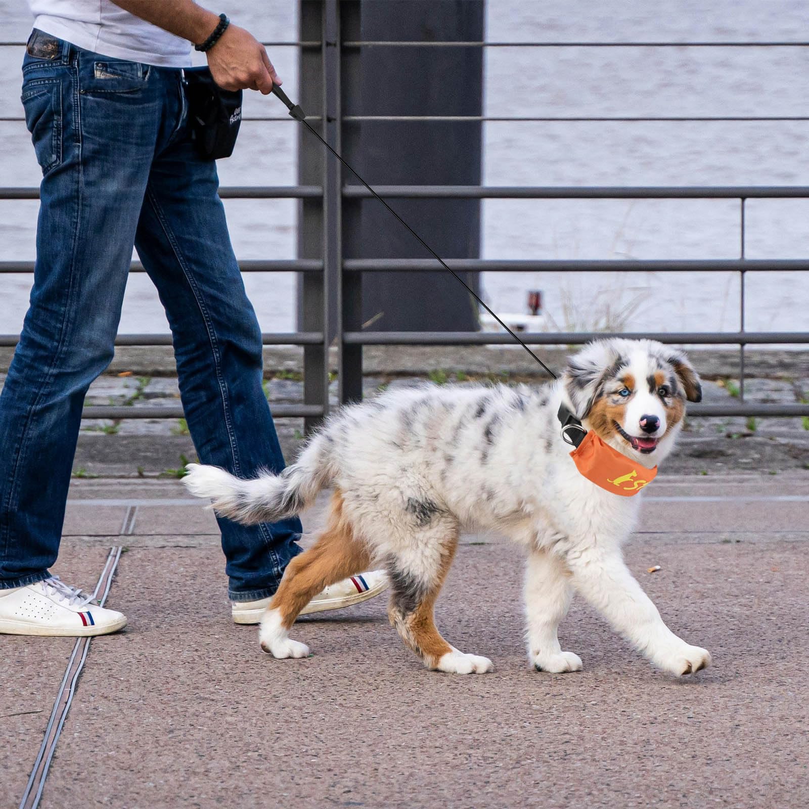 Namsan Retractable Dog Leash Collar For Small To Medium Dogs, Dog Collar With Retractable Leash Built-In, All-In-One, Adjustable