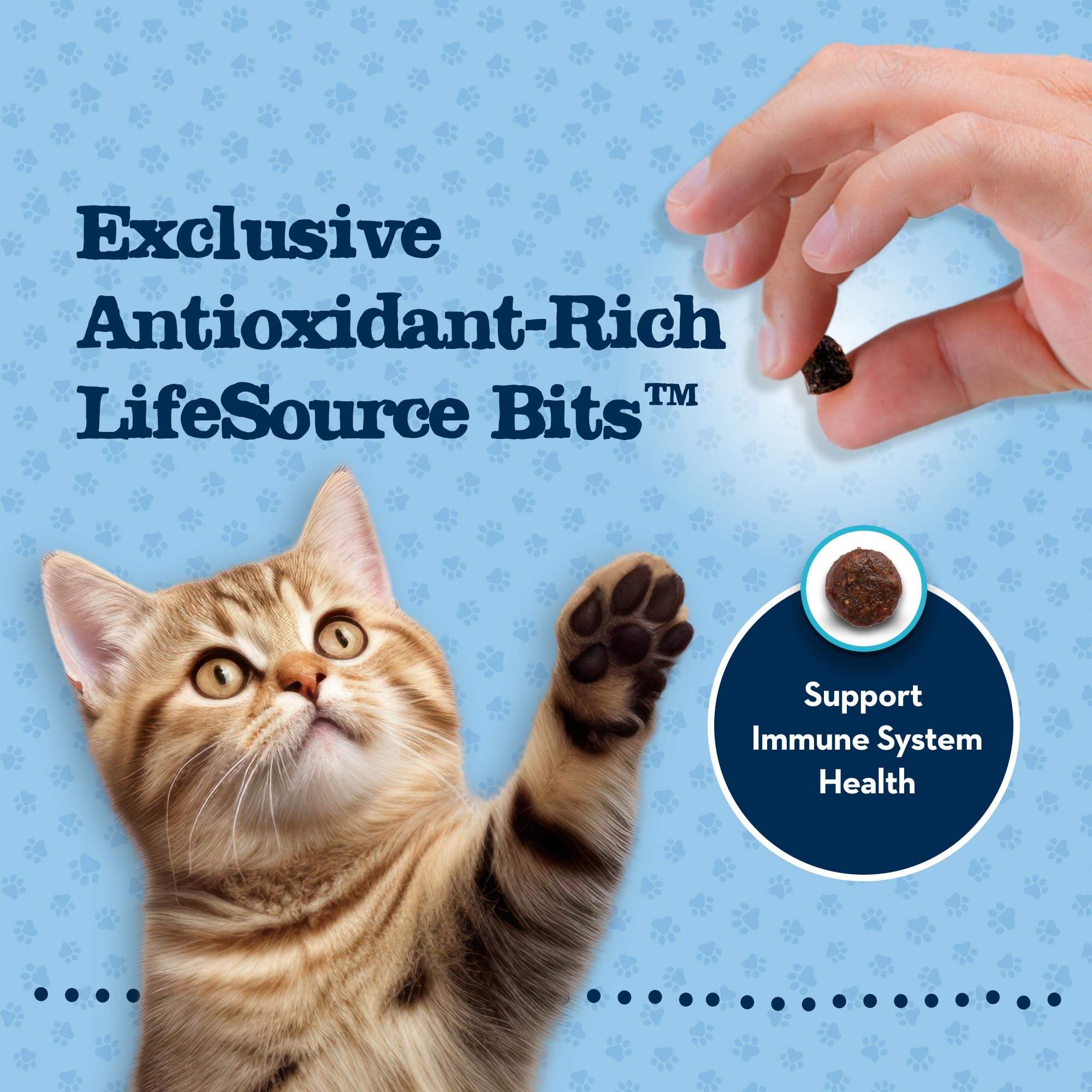 Blue Buffalo Baby BLUE Natural Kitten Grain-Free Dry Cat Food, High-Protein Healthy Growth Formula with DHA, Savory Chicken, 2-l