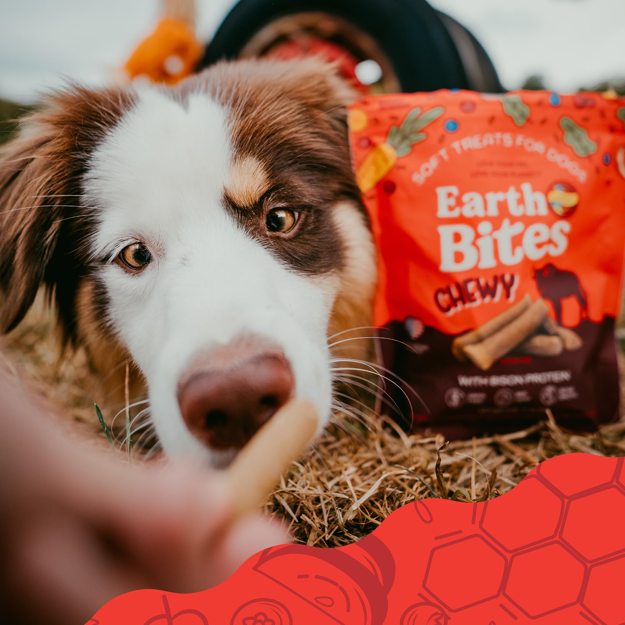 Earthborn Holistic EarthBites with Bison Grain-Free Soft Treats for Dogs & Puppies (7 oz. Pouch)