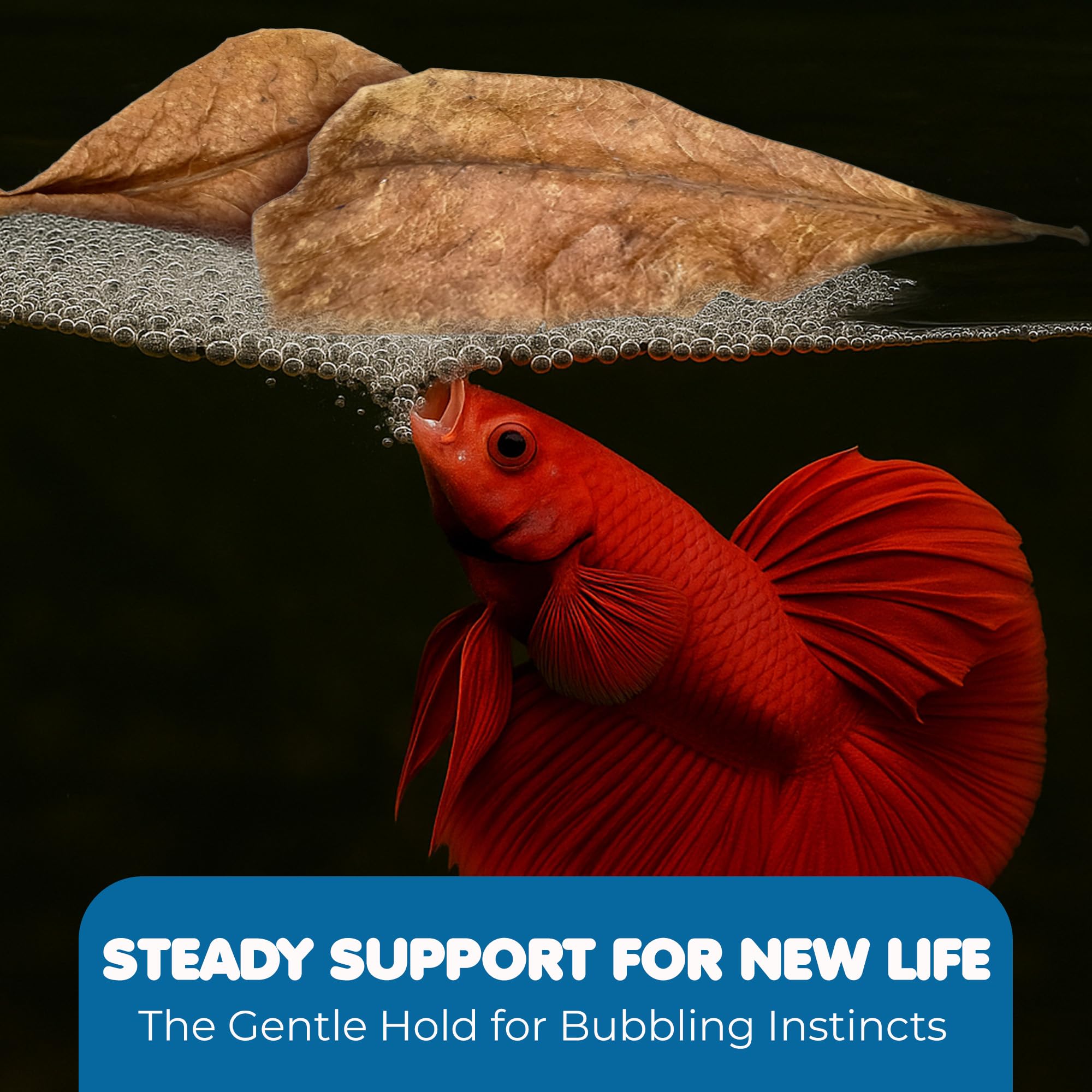 SunGrow 50 pcs Catappa Indian Almond Leaves for Betta Fish Tank Aquarium, 2    Water Conditioner Leaves, Leaf Also Suitable for