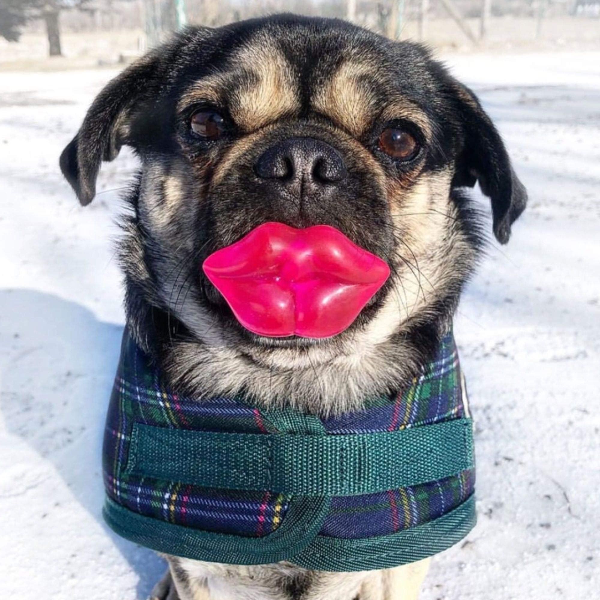 Foufit 85634 Paci-Chew Chew Toy For Dogs, Lips