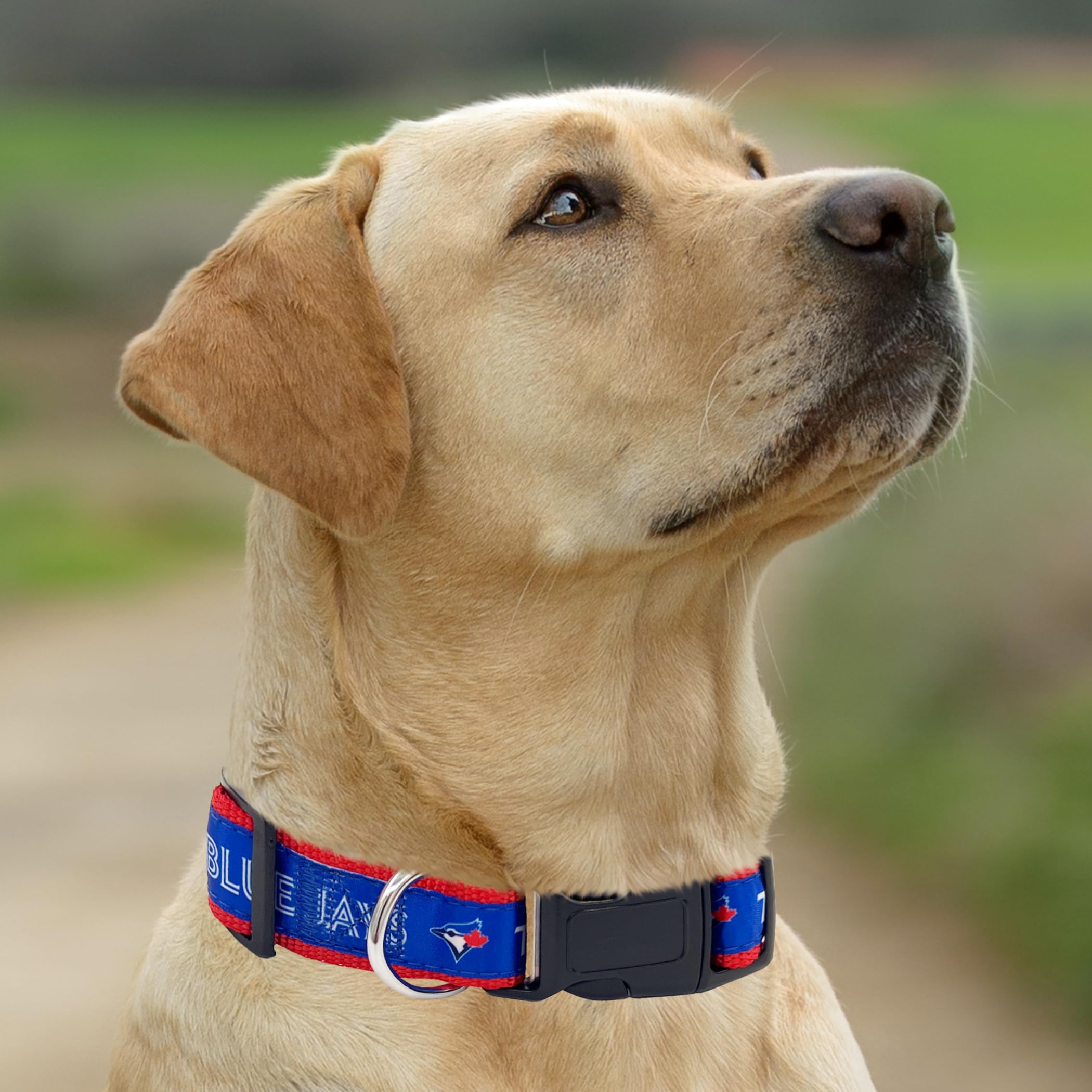 Mlb Toronto Blue Jays Dog & Cat Collar, Large. Baseball Team Collar For Dogs & Cats. Shiny & Colorful, Licensed By The Mlb