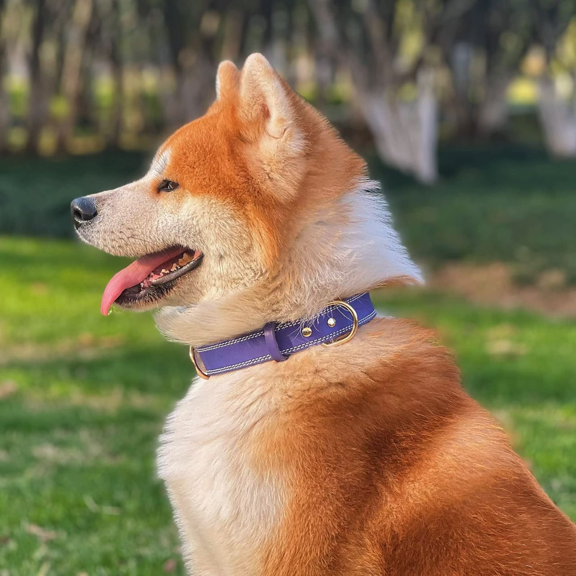 Daihaqiko Genuine Leather Dog Collar, Heavy Duty, Wide For Small To Extra Large Dogs (M: 1'' Wide For 15.2''-19.2'' Neck, Dual S