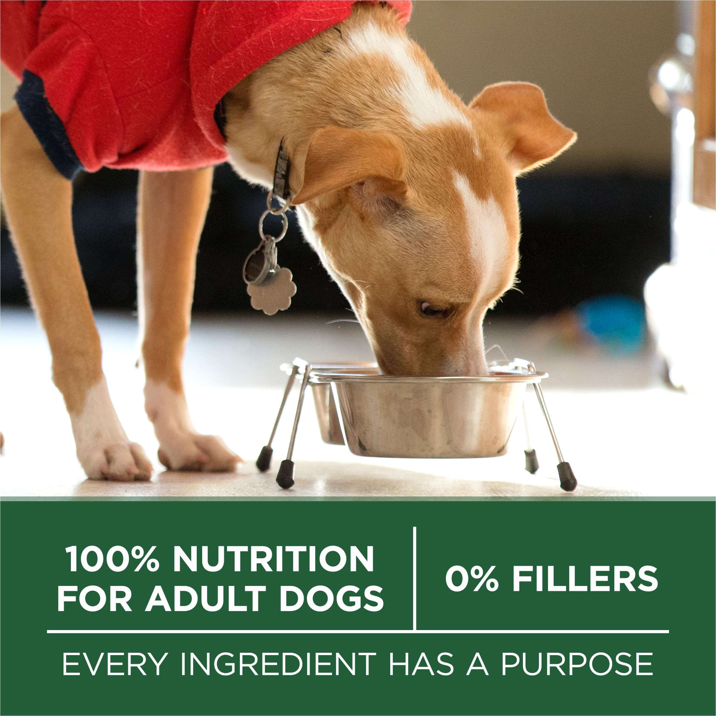 Purina ONE Plus Small Breed Lamb and Rice Formula Dry Dog Food - 15 lb. Bag