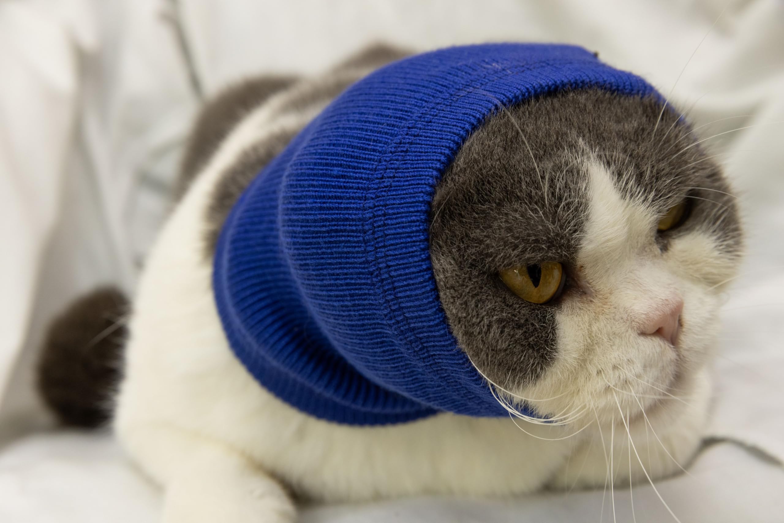 Ddfs Cat Head Cover Ear Wrap Pinpoint Mesh Neck Cowl Cat Grooming Headband Snood For Cat Purple+Blue S