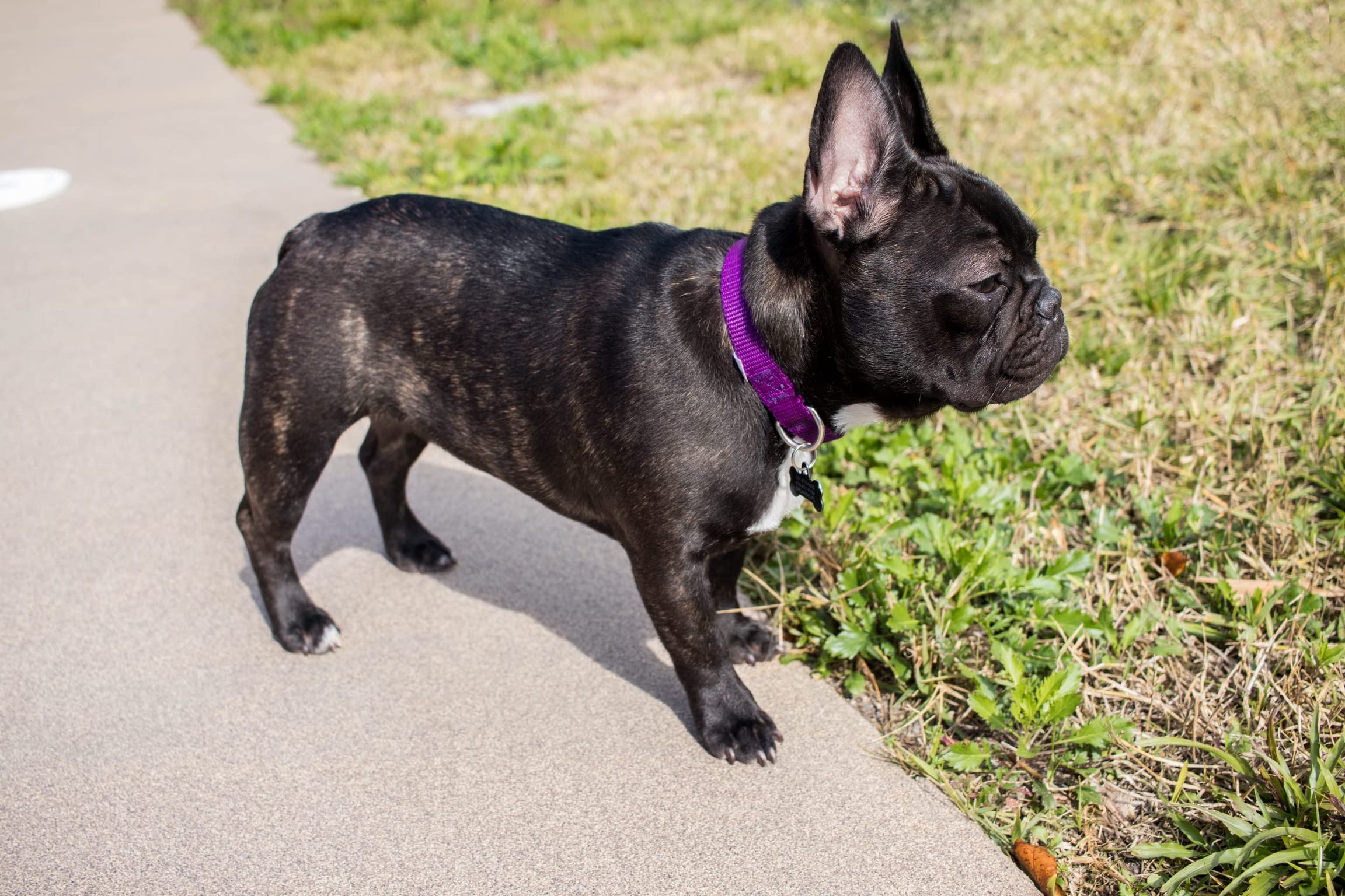 Country Brook Petz - Purple Martingale Heavy Duty Nylon Dog Collar - 21 Vibrant Color Options (3/8 Inch Width, Mini)