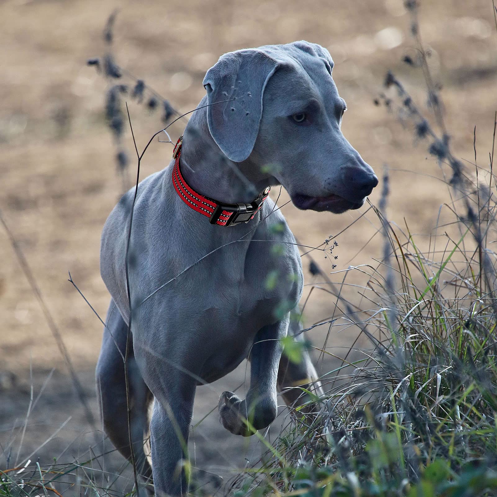 Martingale Dog Collars - Reflective Dog Collar With Quick Release Buckle Adjustable Nylon Training Dog Collar Suitable For Puppies For Small Medium Large Dogs.
