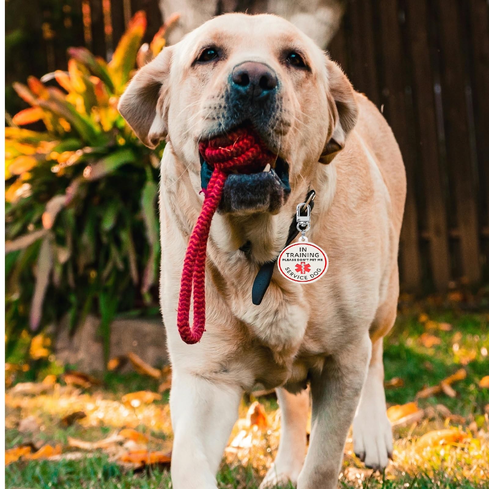 Service Dog In Training Patch, In Training Tag, Removable To Collar, Harness (Black Patch-Xsmall 0.98 X 3.15)