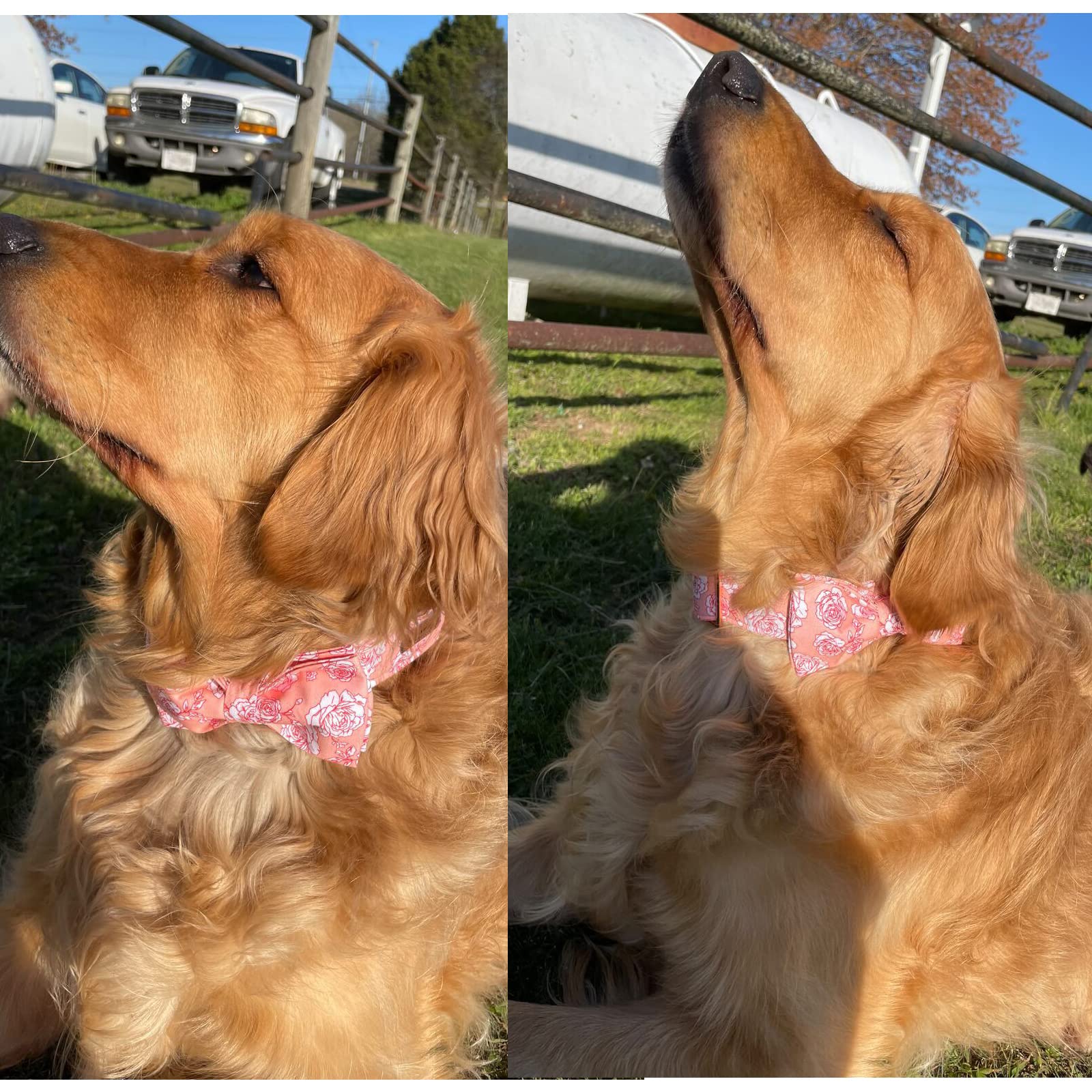 Lionheart Glory X-Large Pink Dog Collar with Bowtie for Valentine's Day