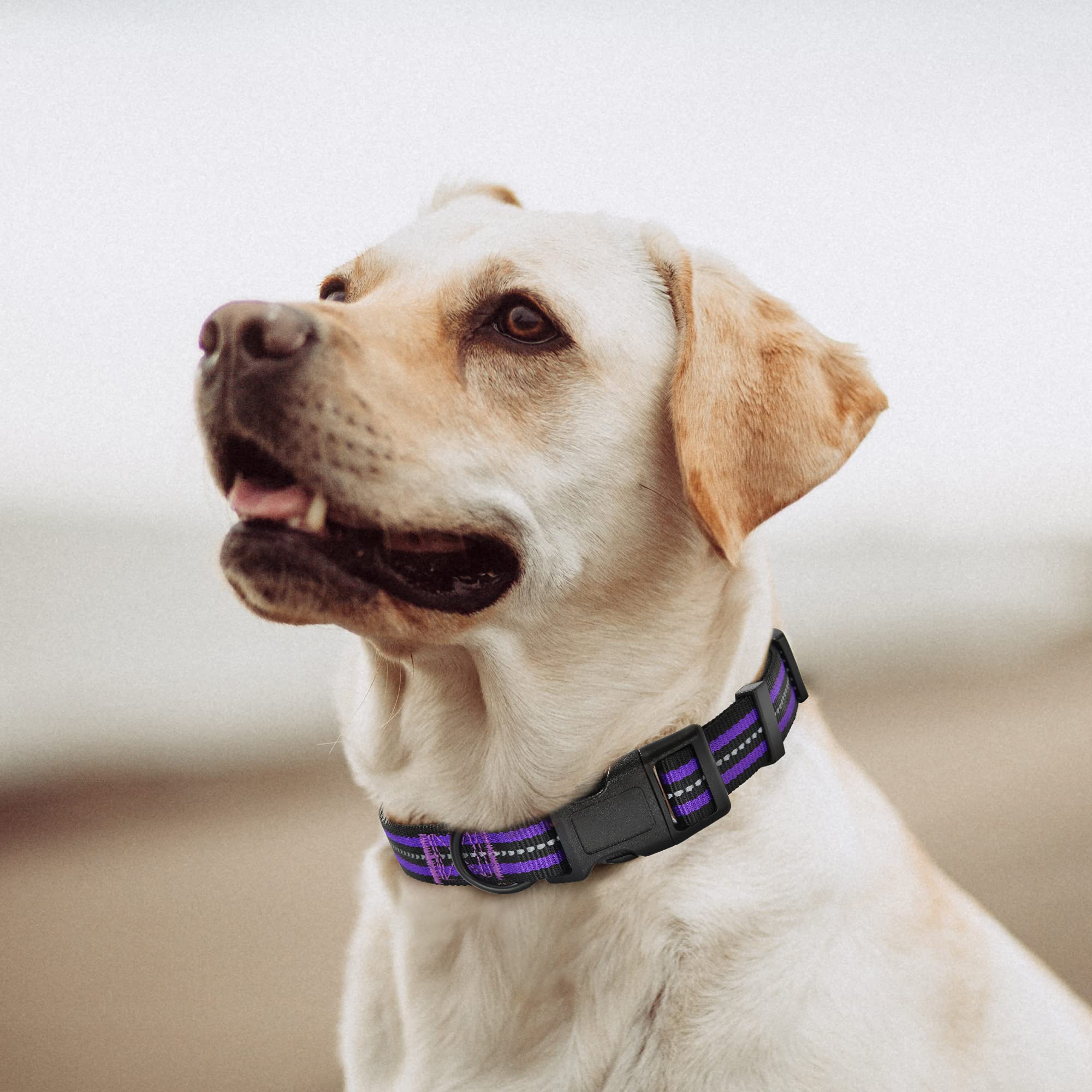 Mile High Life Reflective Dog Collar | Nylon Pet Collars Wiith Buckle | Light Weight Puppy Collars | Purple Dog Collars For Smal