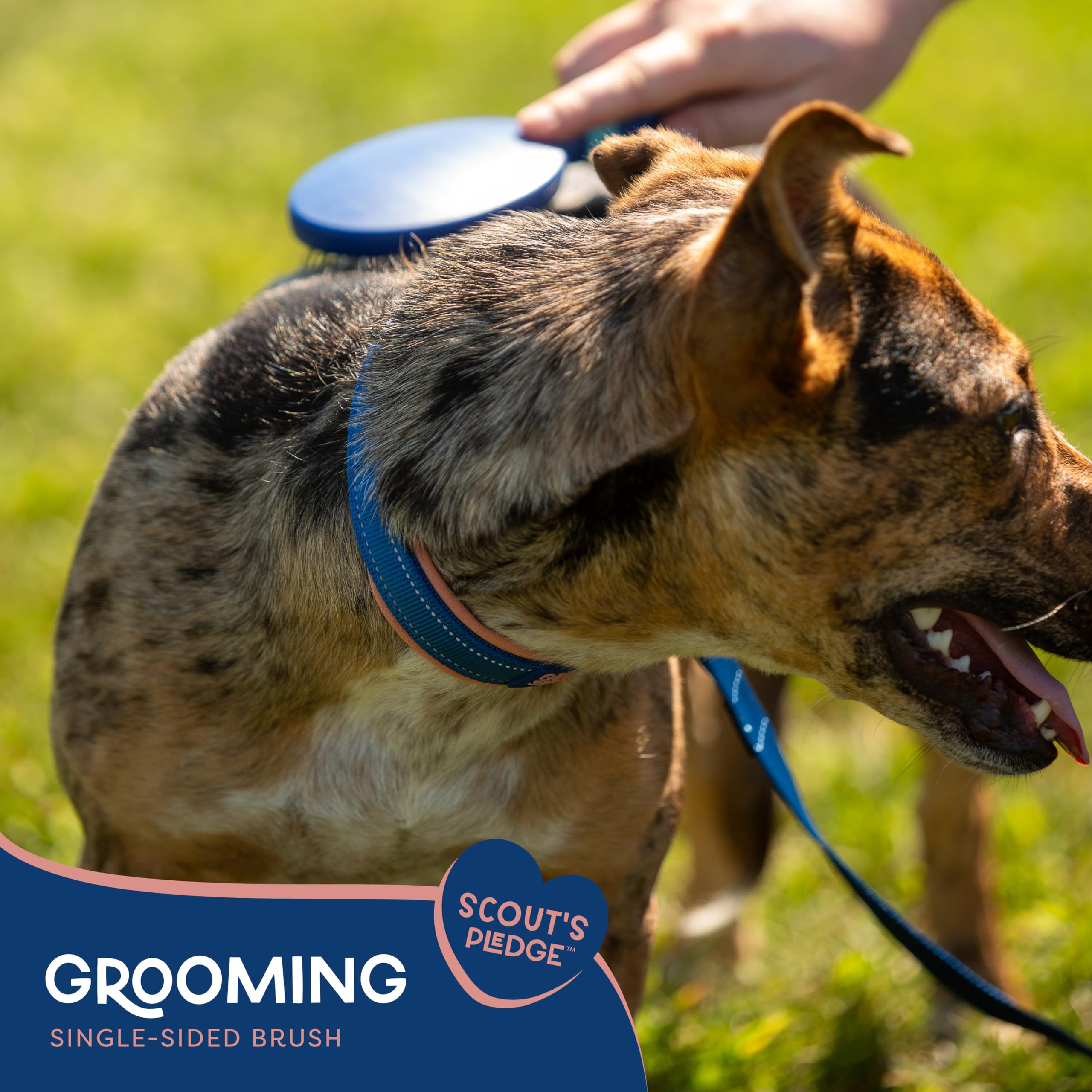 Good Scout Soft Steel Tip Brush, Best Deshedding Tool For Dogs & Cats, Gentle, Safe & Effective Pet Grooming Tool For Long & Sho