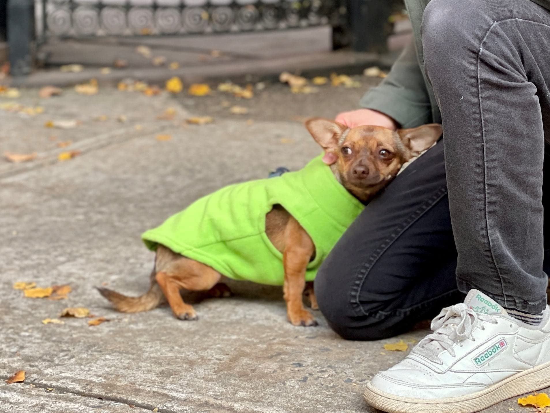 Gooby Zip Up Fleece Dog Sweater - Lime, Medium - Warm Pullover Fleece Step-In Dog Jacket With Dual D Ring Leash - Winter Small D