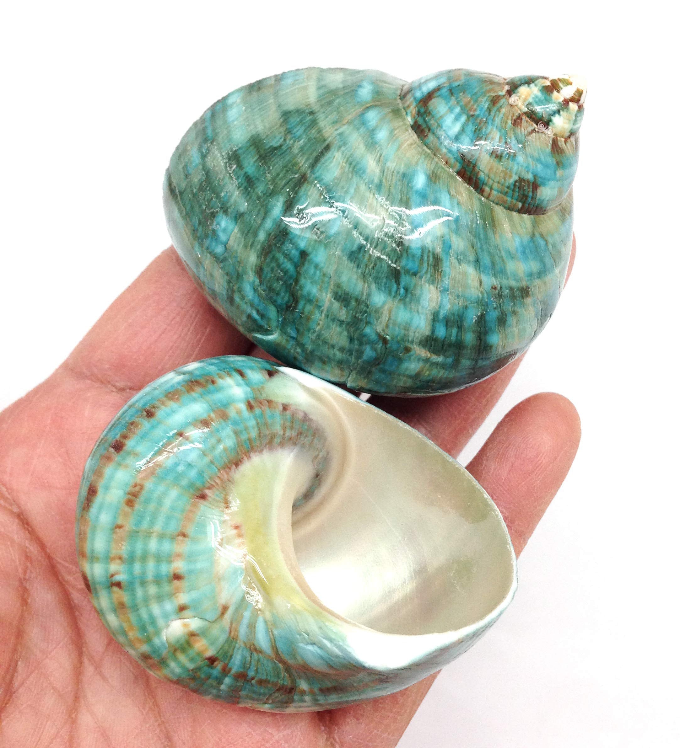 Pepperlonely 2 Pc Natural Large Hermit Crab Shells, Green Blue Gade Turbo, 2-1/2 Inch ~ 3 Inch
