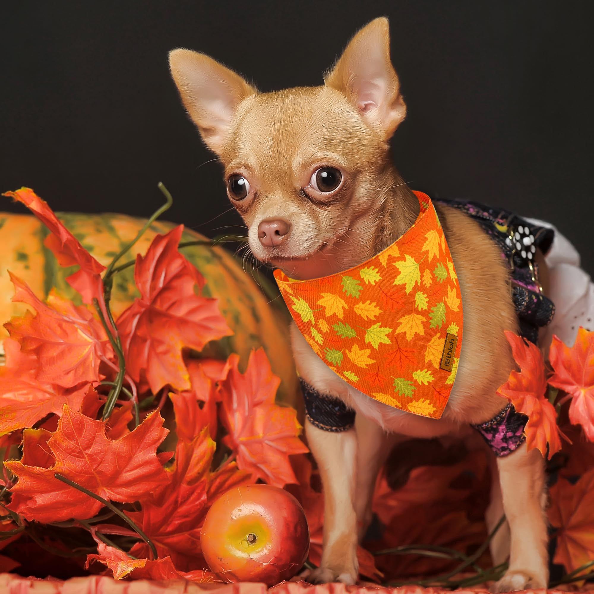 Thloh Fall Dog Bandanas - 2 Pack Thanksgiving Dog Bandana With Snap Button | Reversible Pumpkin Pet Scarf For Boy & Girl | Premi