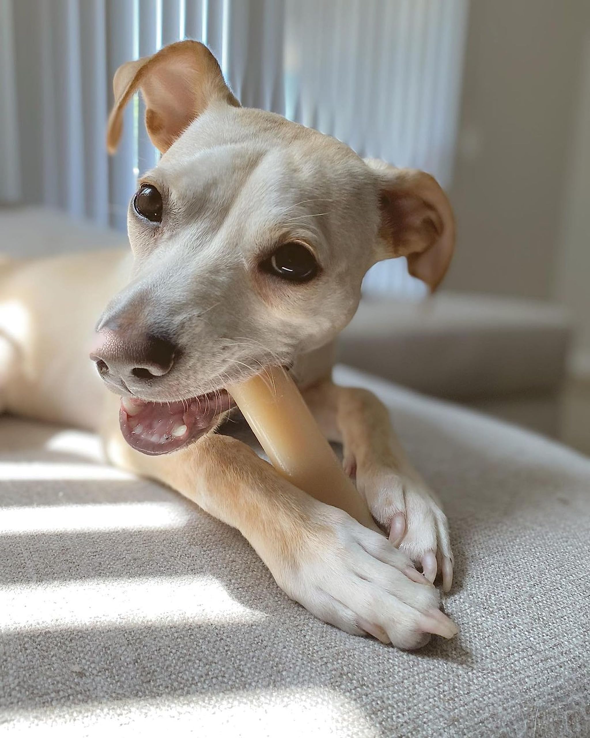 Nylabone Power Chew Classic Bone Chew Toy For Dogs, Durable Dog Toys For Aggressive Chewers, Original Flavor, Medium/Wolf - Up To 35 Lbs. (1 Count)