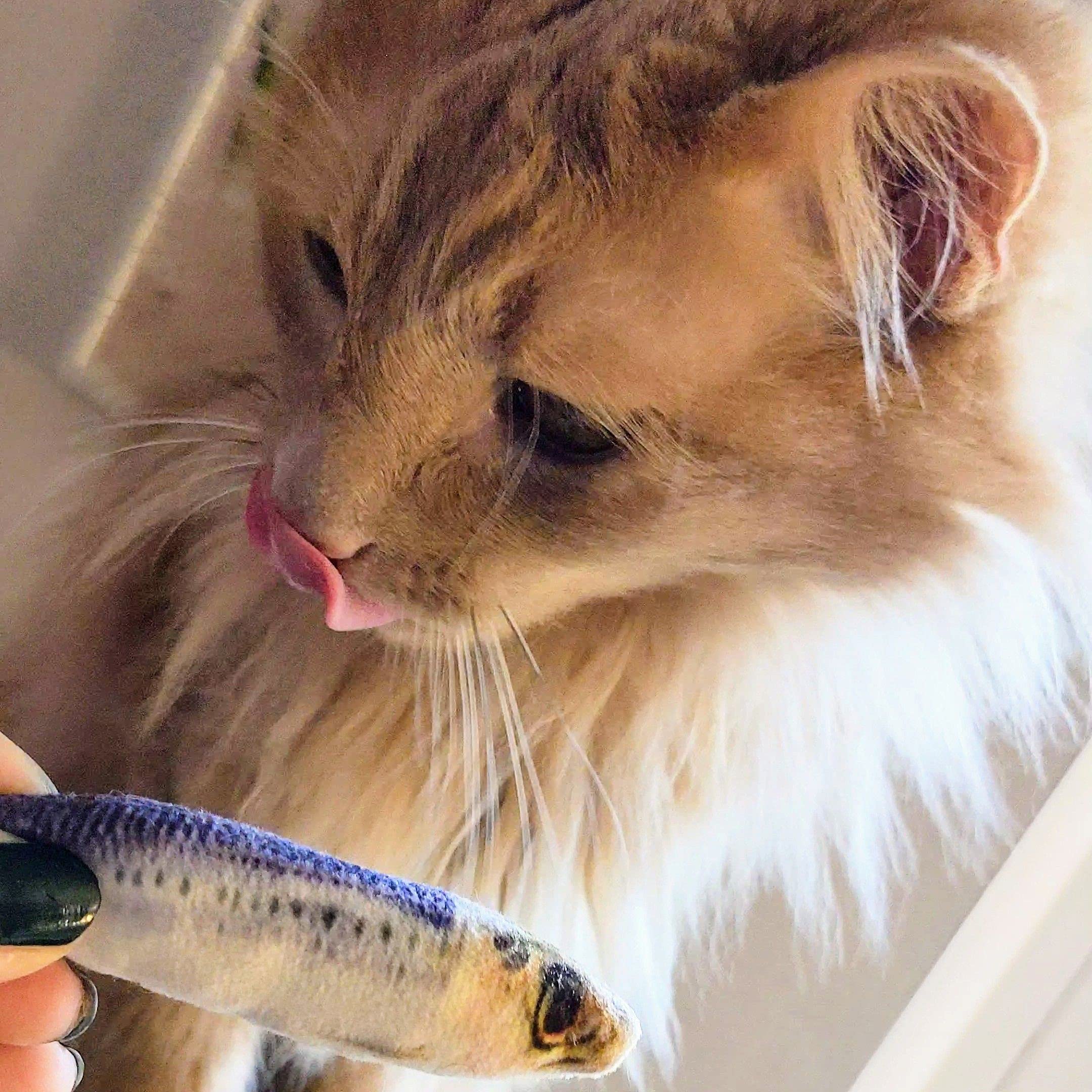 Huxley & Ket Plush Cat Toy | Sardine | Strong Catnip Filled Cat Toy | Plush Interactive Kitten And Cat Toy With Catnip And Crink