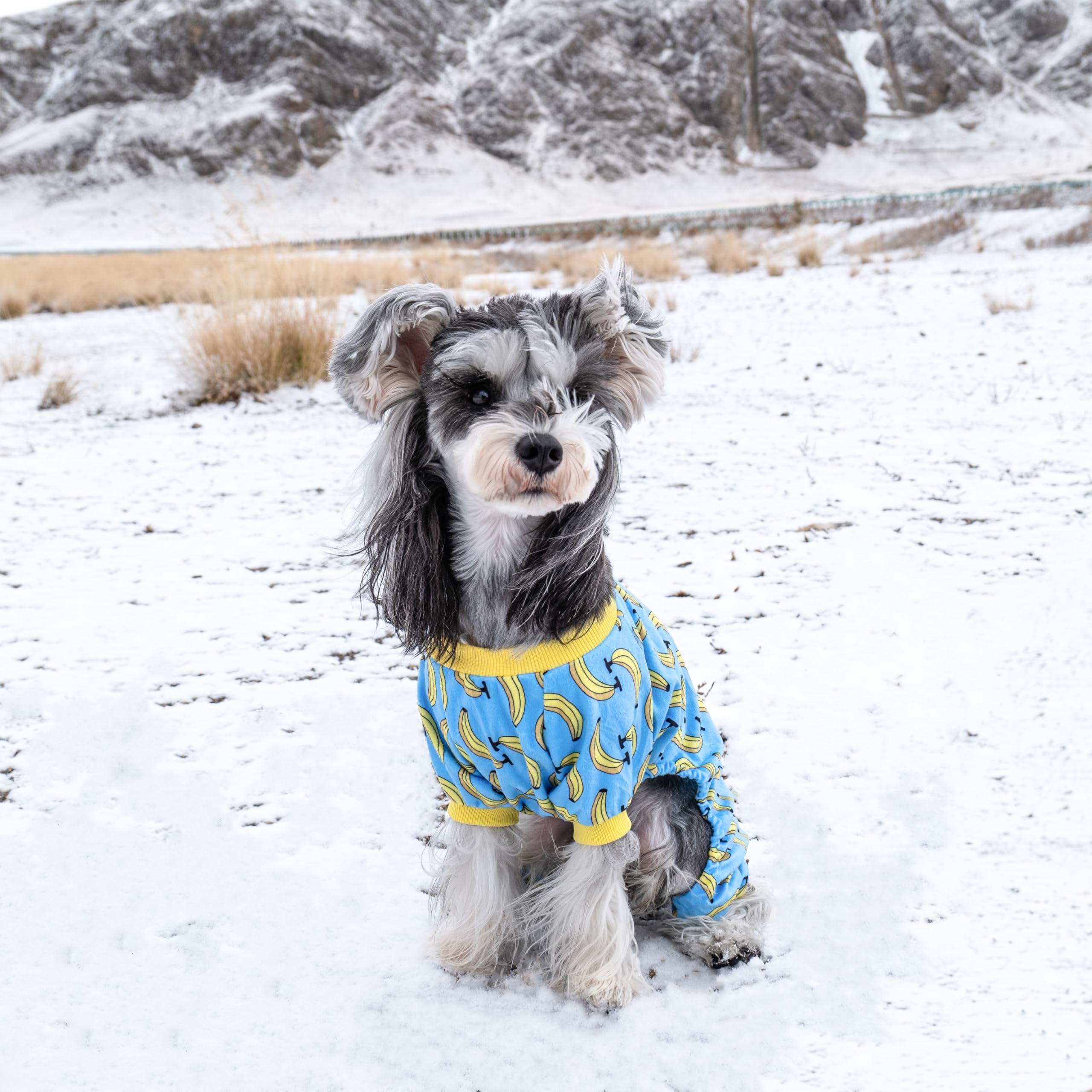 Cutebone Dog Pajamas For Small Dogs Soft Cat Clothes P06Xxl