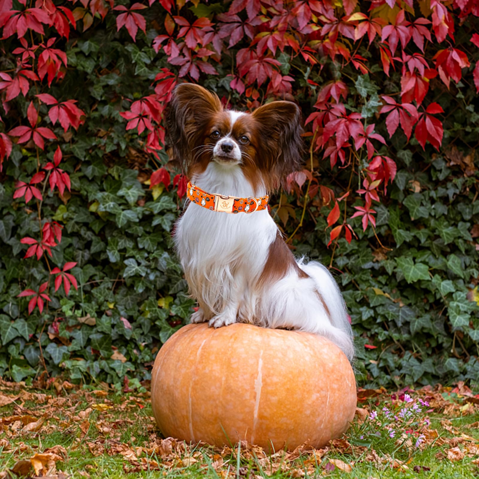 Elegant Little Tail Pumpkin Print Cotton Dog Collar - Adjustable With Metal Buckle For X-Small Puppy