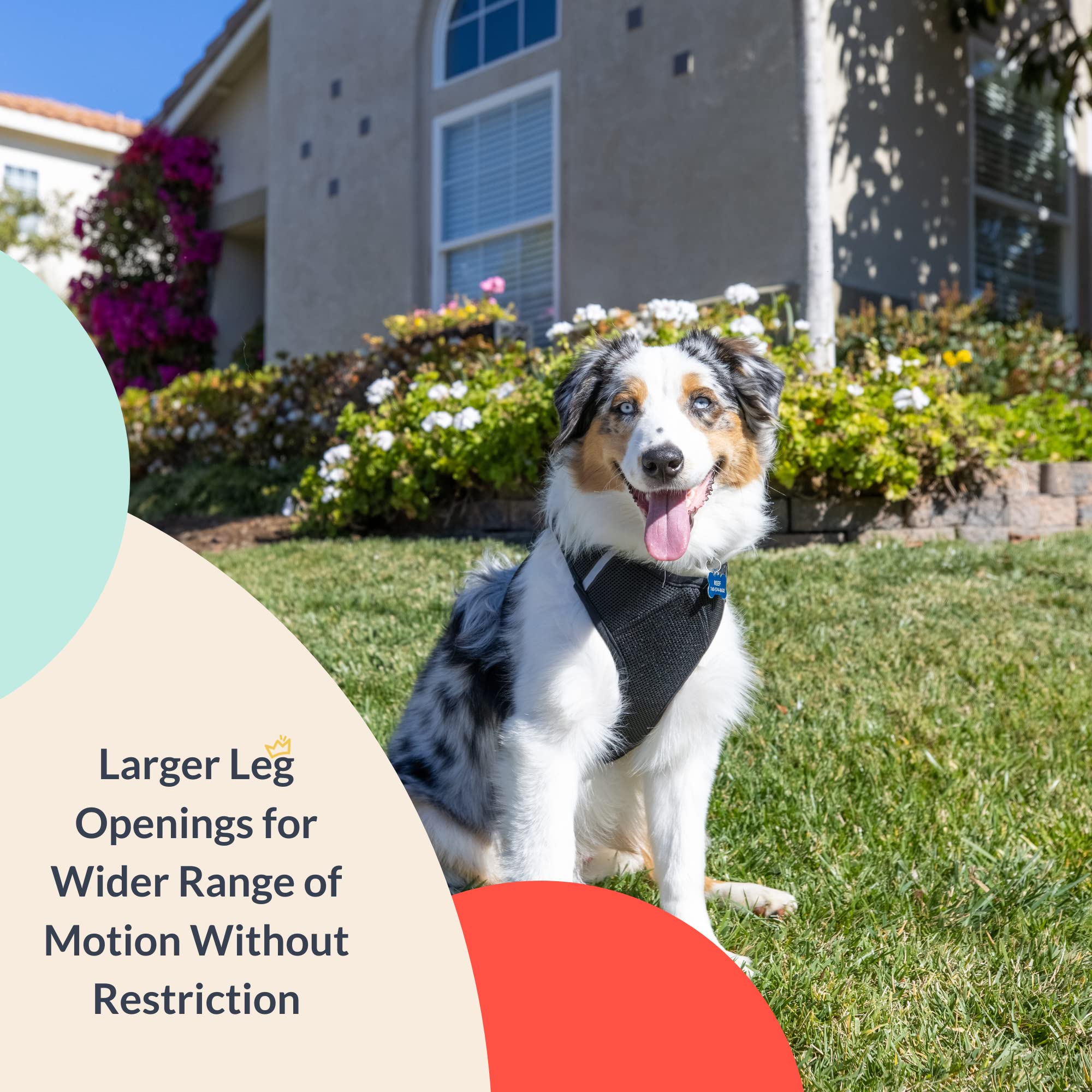 Huxley & Kent Hudson Walking & Training Harness - Black (Extra-Small, 6-10Lbs) - Easy Control Step-In Mesh Vest Harness With Ref