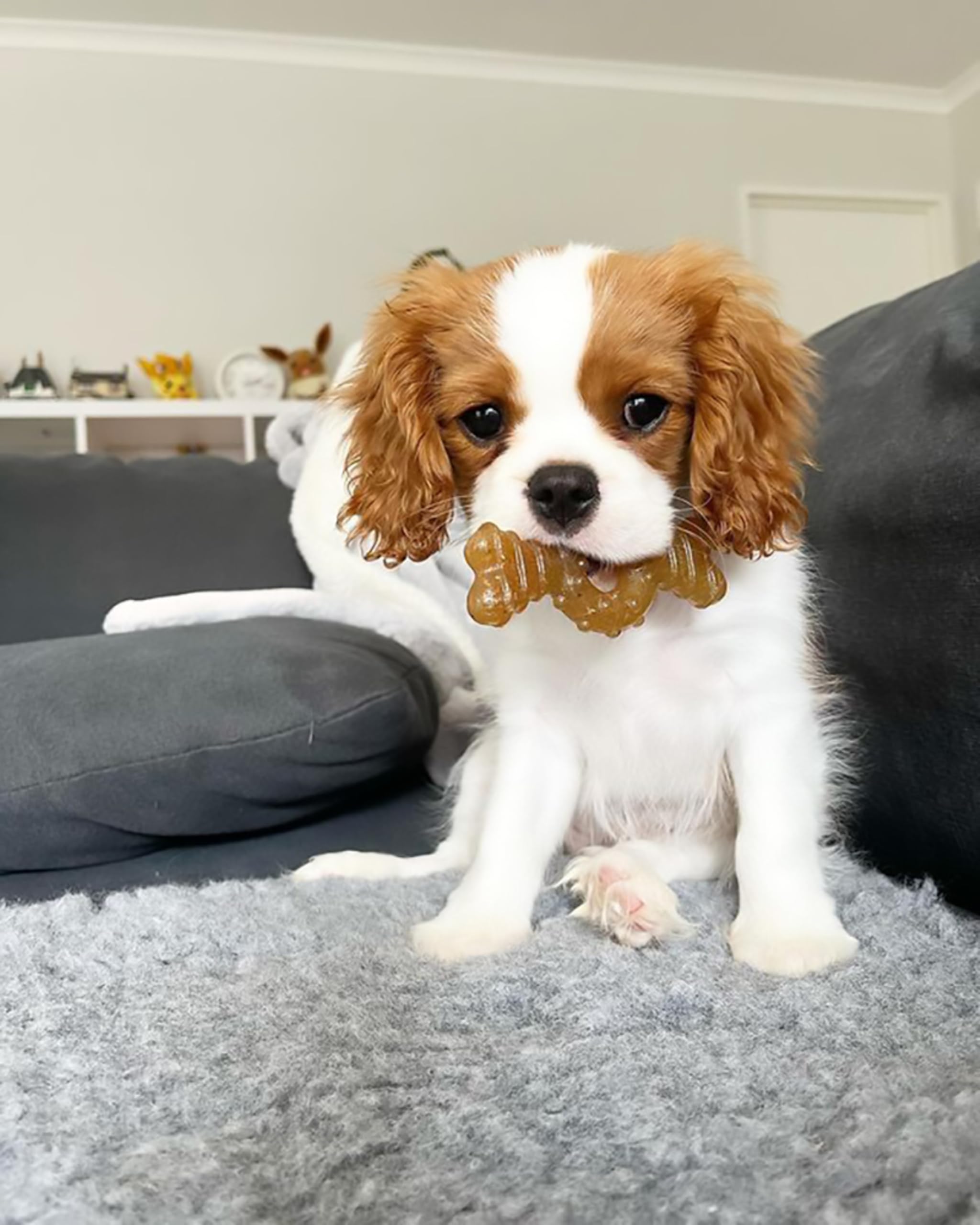 Nylabone Ring Bone Chew Toy for Puppies, Puppy Teething Toys, Puppy Enrichment Toys, Chicken Flavor, X-Small Dogs - Up to 15 lbs