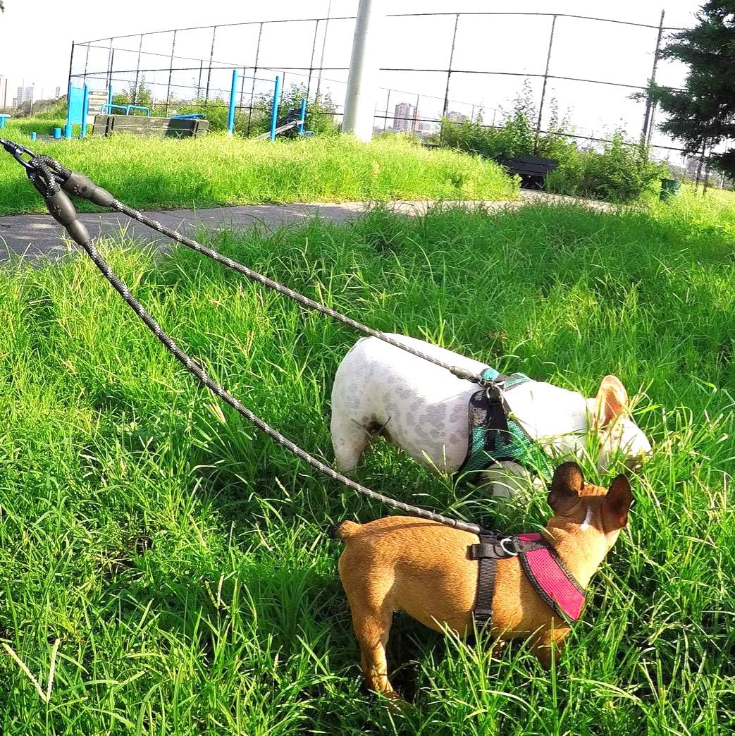 Taglory Double Dog Leash | Reflective Rope | No Tangle | Double Leash For Two Dogs | Puppy Small Medium Breeds | Black