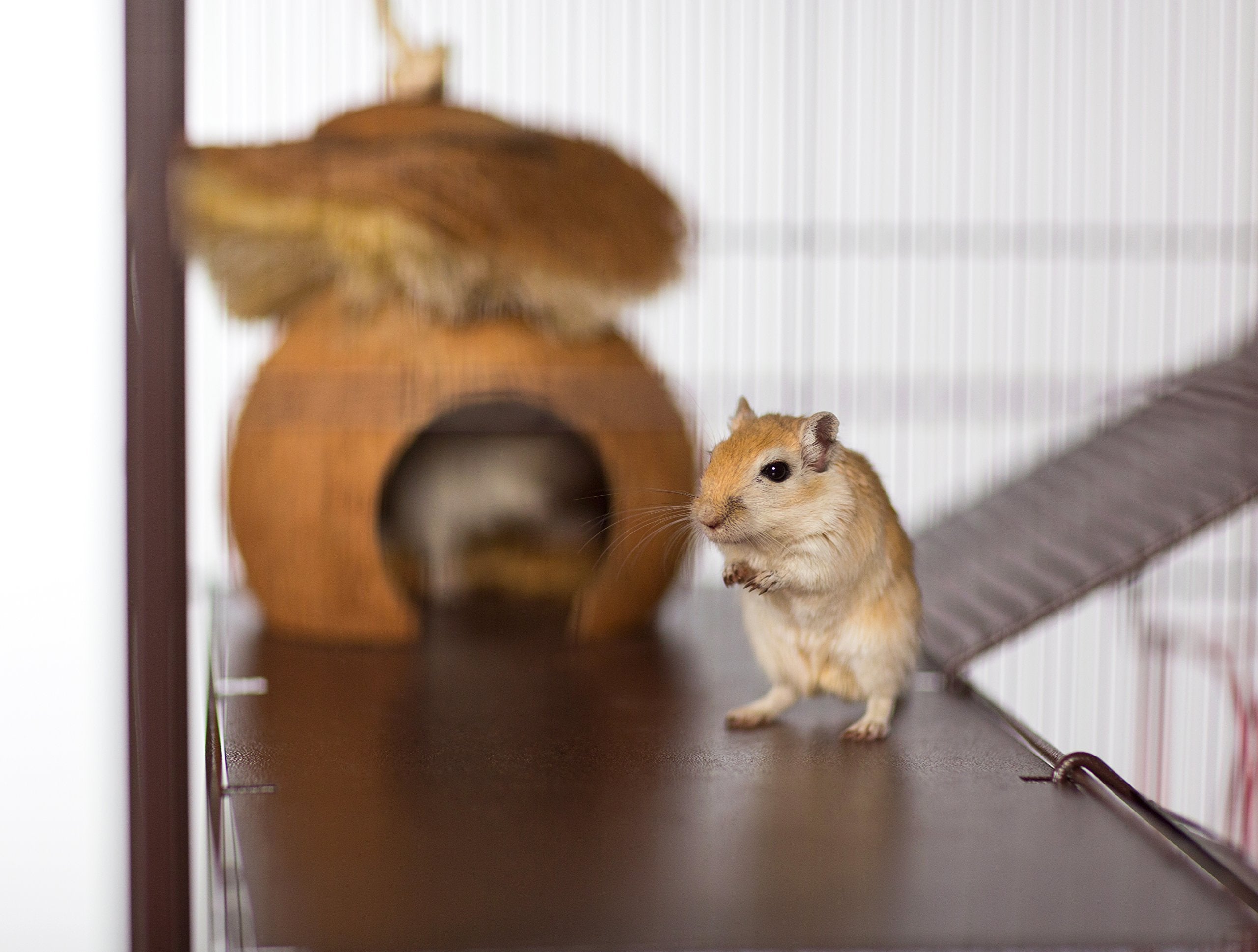 Prevue Pet Products Naturals Critter Hut Small Animal Toy 62812