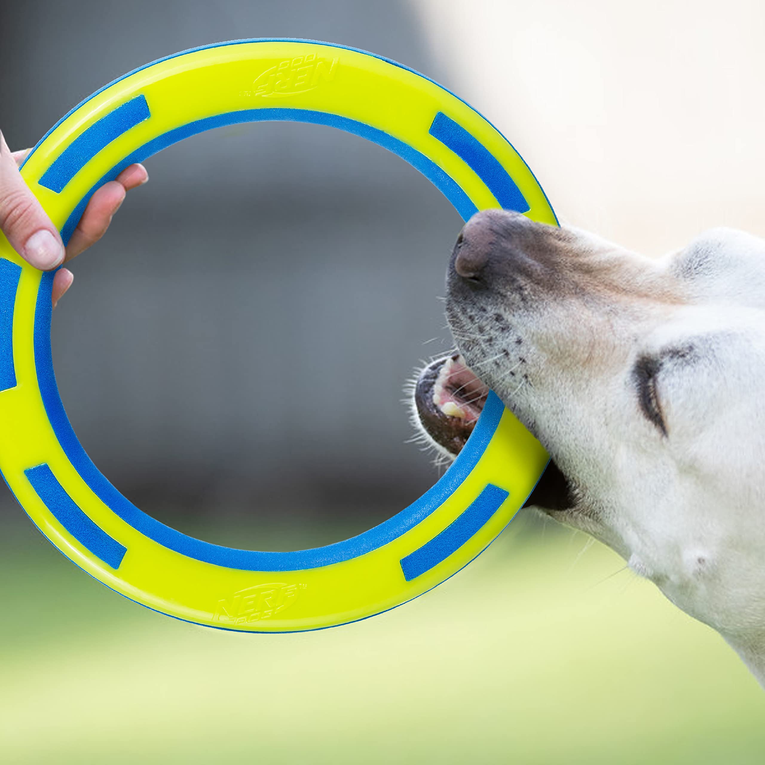 Nerf Dog Rubber & Foam Ring Dog Toy, Flying Disc, Lightweight, Durable and Water Resistant, 9 Inch Diameter, for Medium/Large Br