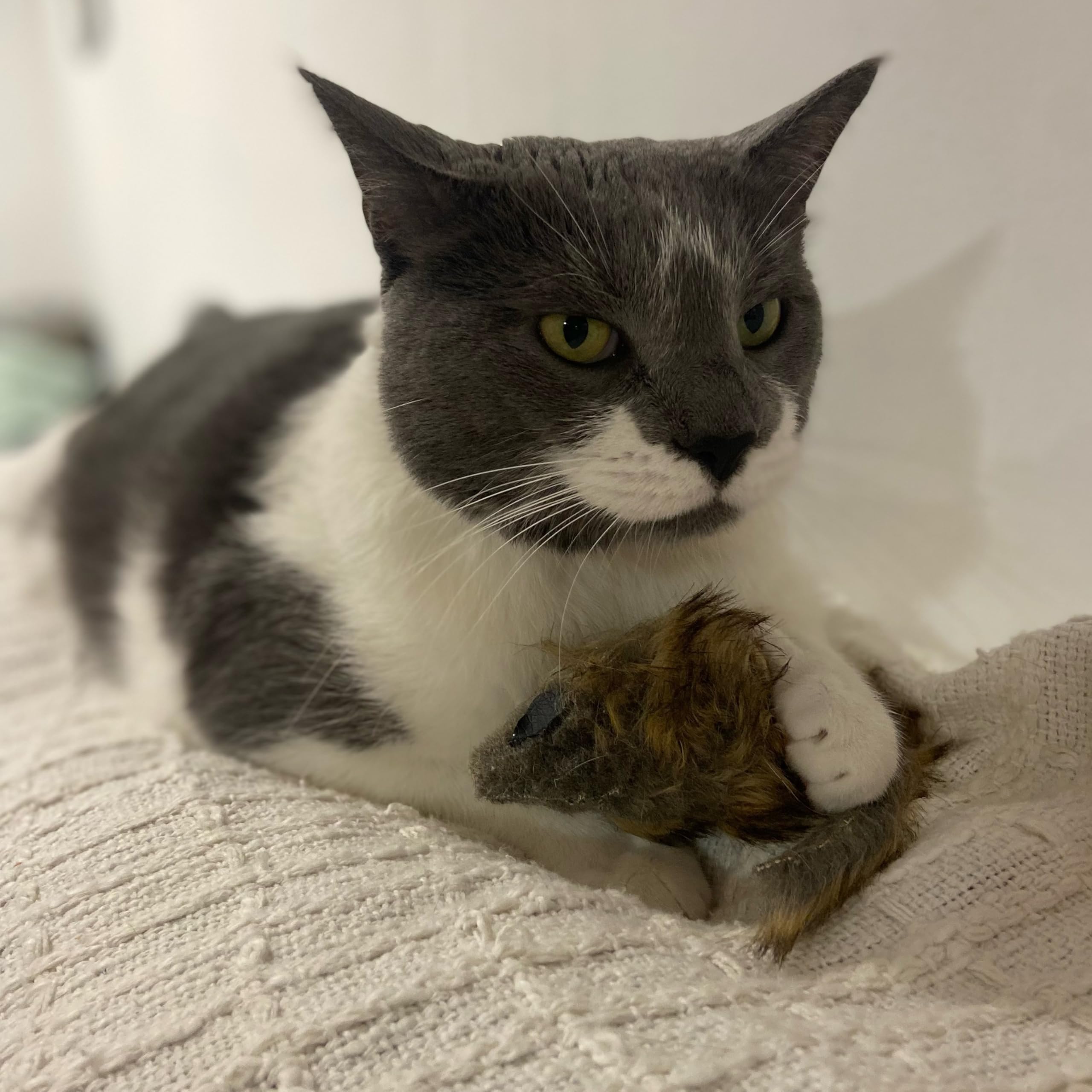 Shaggy Plush Giant Mouse