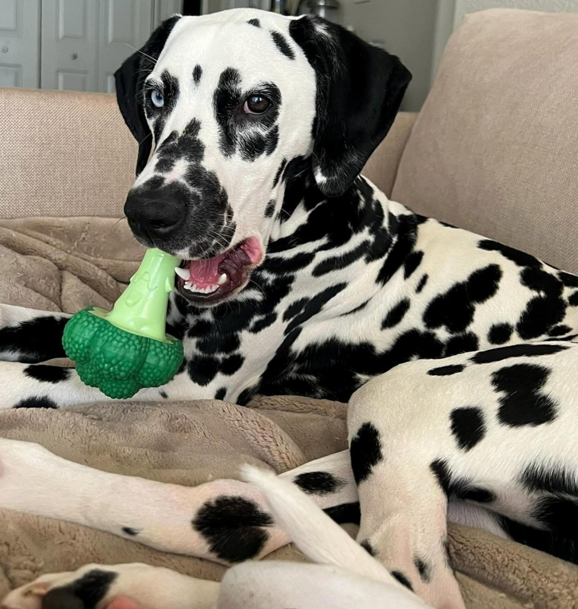 Nylabone Broccoli Power Chew Toy For Dogs, Dog Toys For Aggressive Chewers, Bacon & Cheese Flavor, Large - Up To 50 Lbs, 1 Count