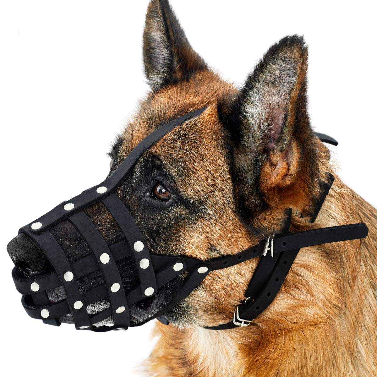 Collardirect Dog Muzzle German Shepherd Dalmatian Doberman Setter Leather Basket Medium Large Breeds (Black, Medium)