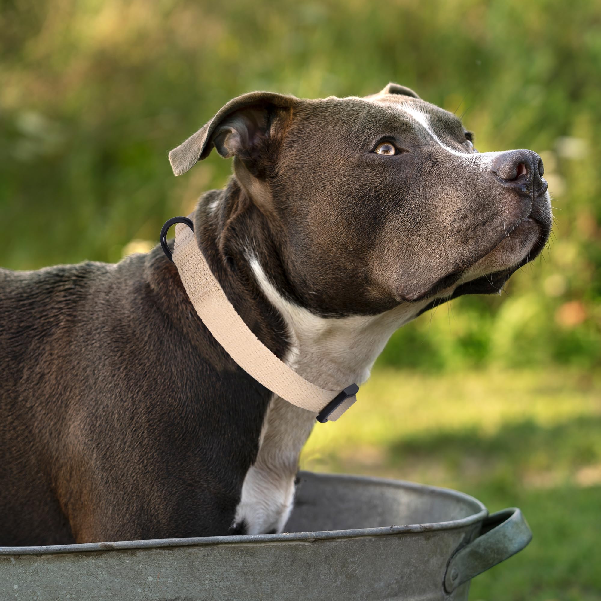 Mile High Life Soft & Strong Poly Cotton Adjustable Dog Collar With Quick Release Buckle For Small To Large Dogs(Khaki, Small Ne