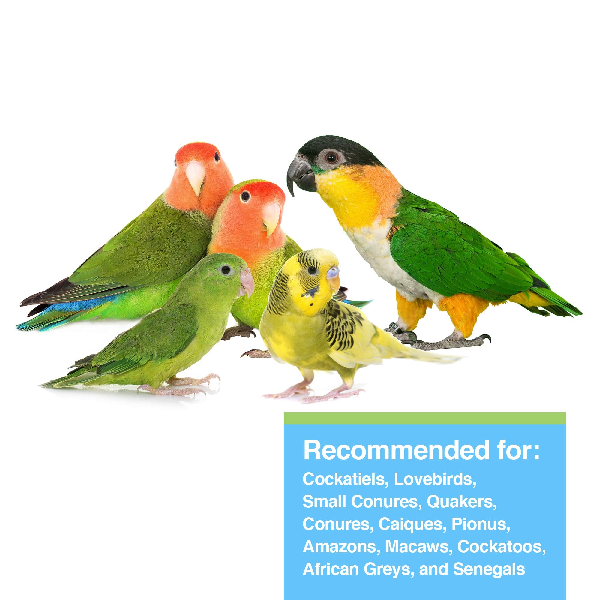 HARI Tropican Bird Food, Hagen Parrot Food with Peanuts & Sunflower Seeds, Parrot Granules for Small Parrots, High Performance 2