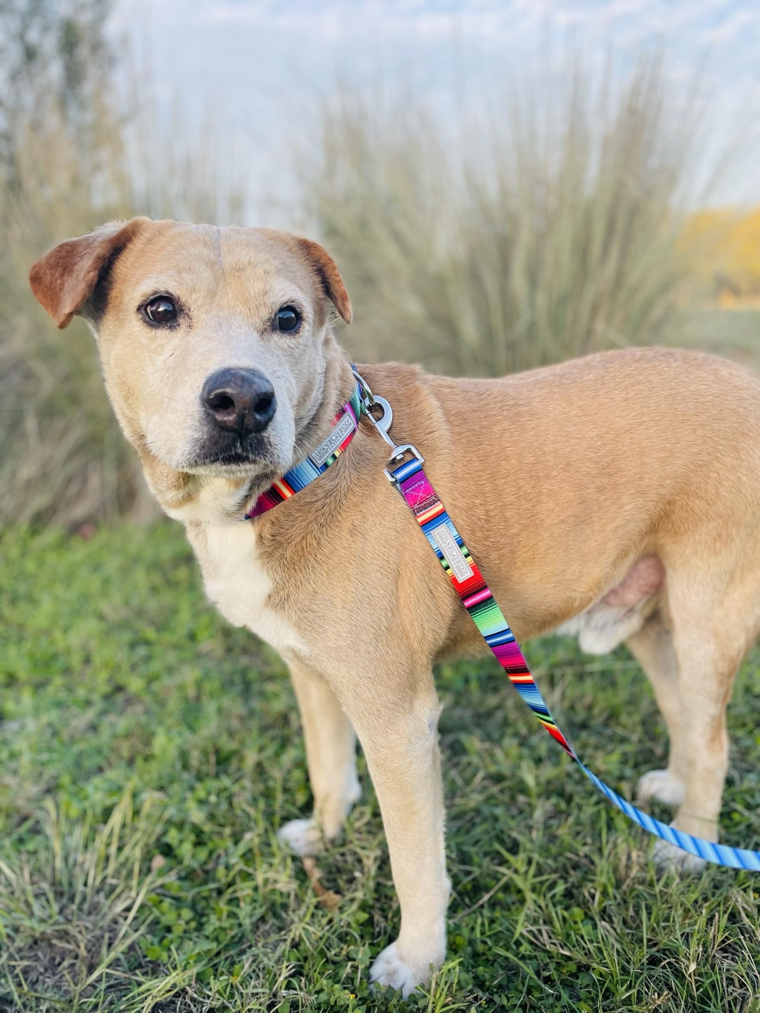 Lucky Love Dog Leash, Colorful Striped Dog Leash For Large Dogs, Durable & Long Lasting, (Nacho, Large)